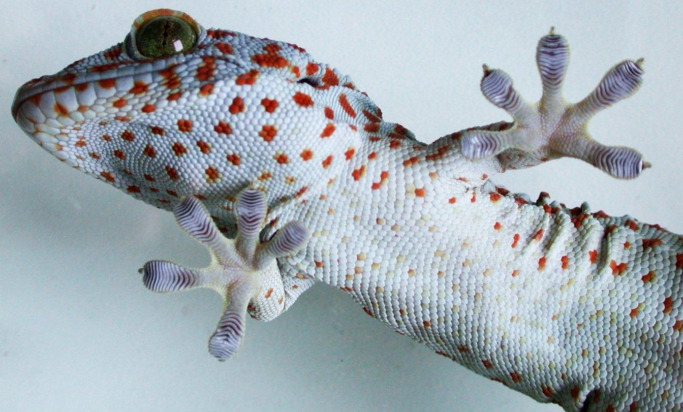 Ein hellblaues Reptil mit roten Punkten, das durch eine Scheibe von unnen fotografiert wurde.
