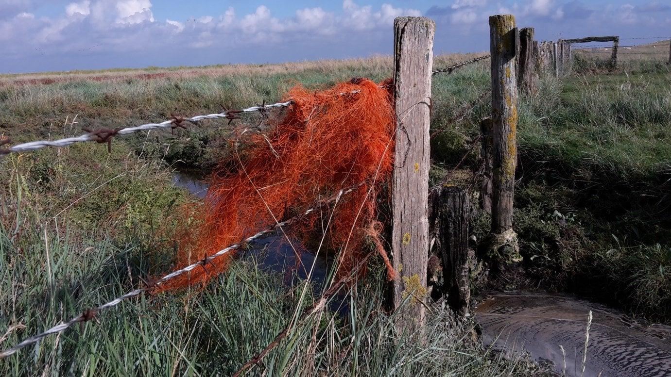Orange Dolly Ropes, die sich im Weidezaun verfangen haben