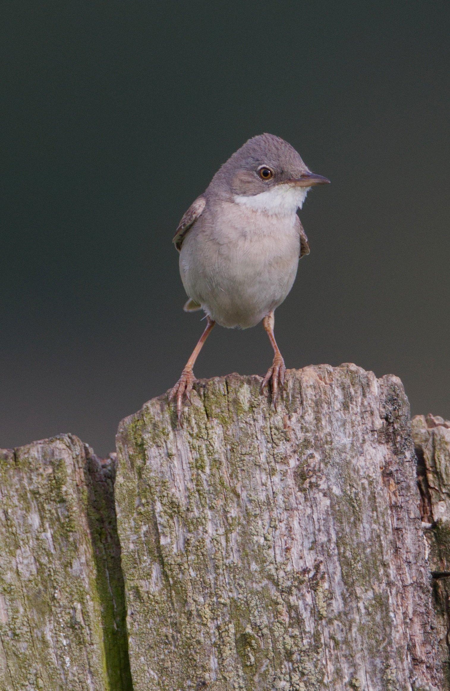 Grauer Vogel mit weißer Kehle