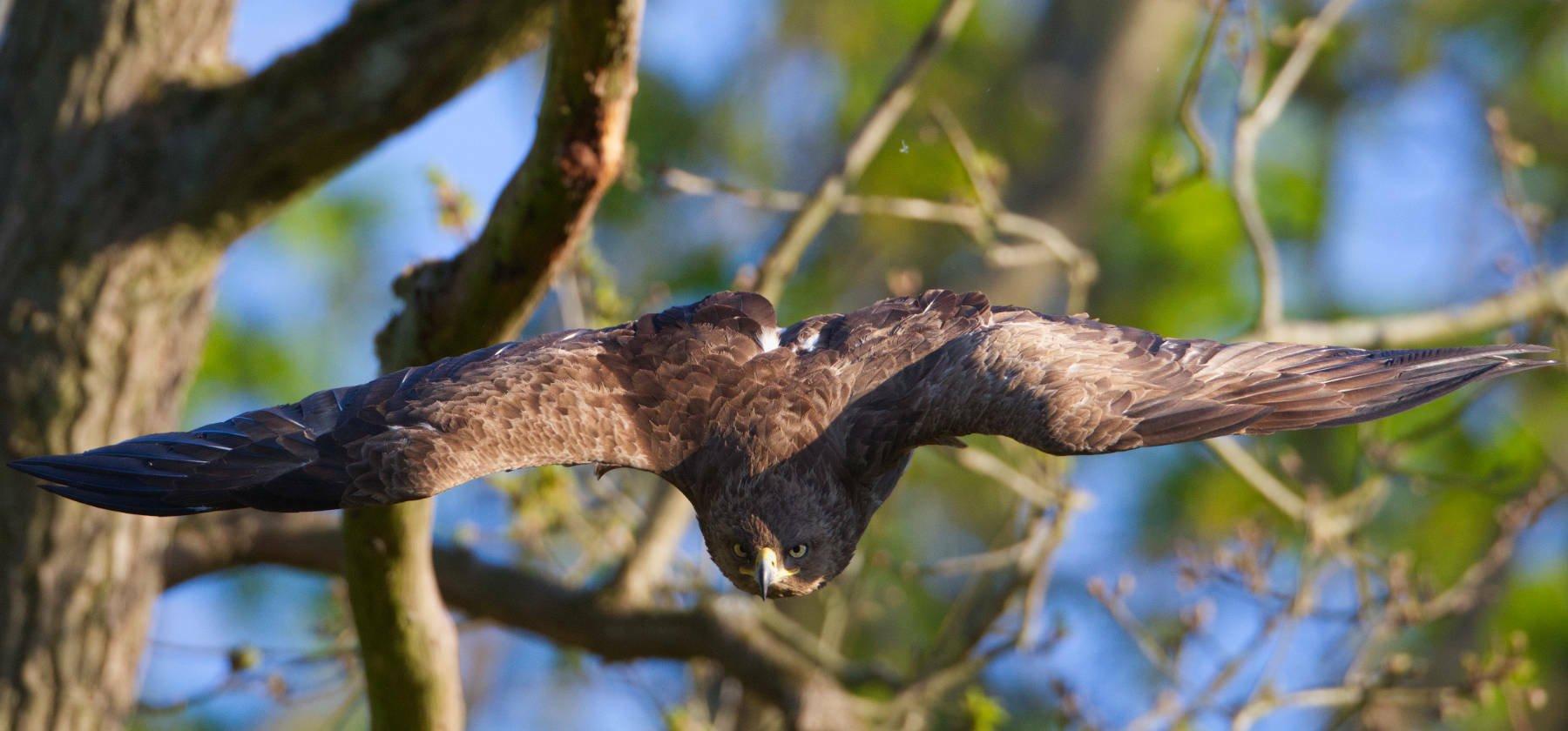 Ein Schreiadler fliegt auf den Betrachter zu