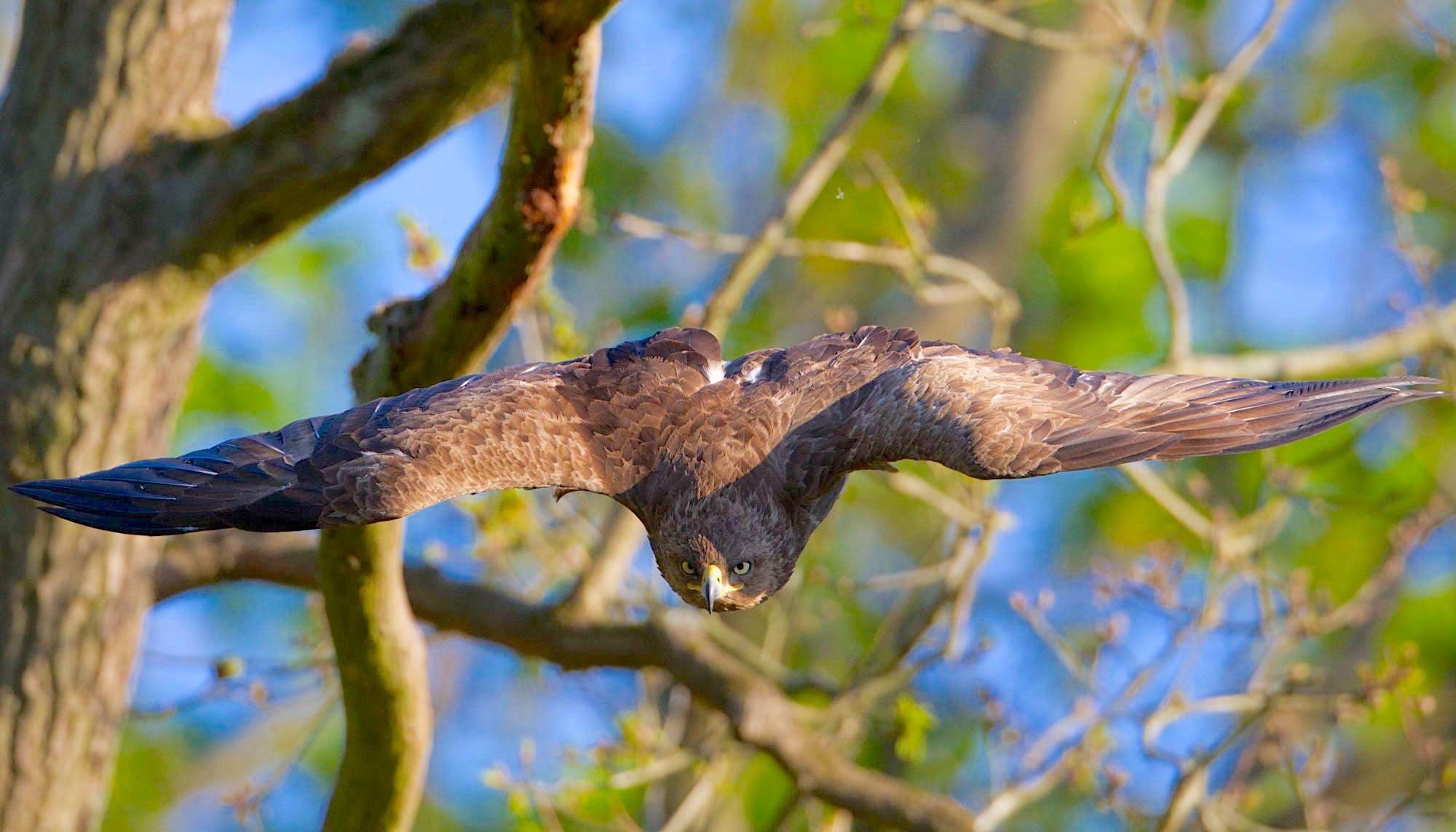 Ein Schreiadler fliegt auf den Betrachter zu. Top-Bild.