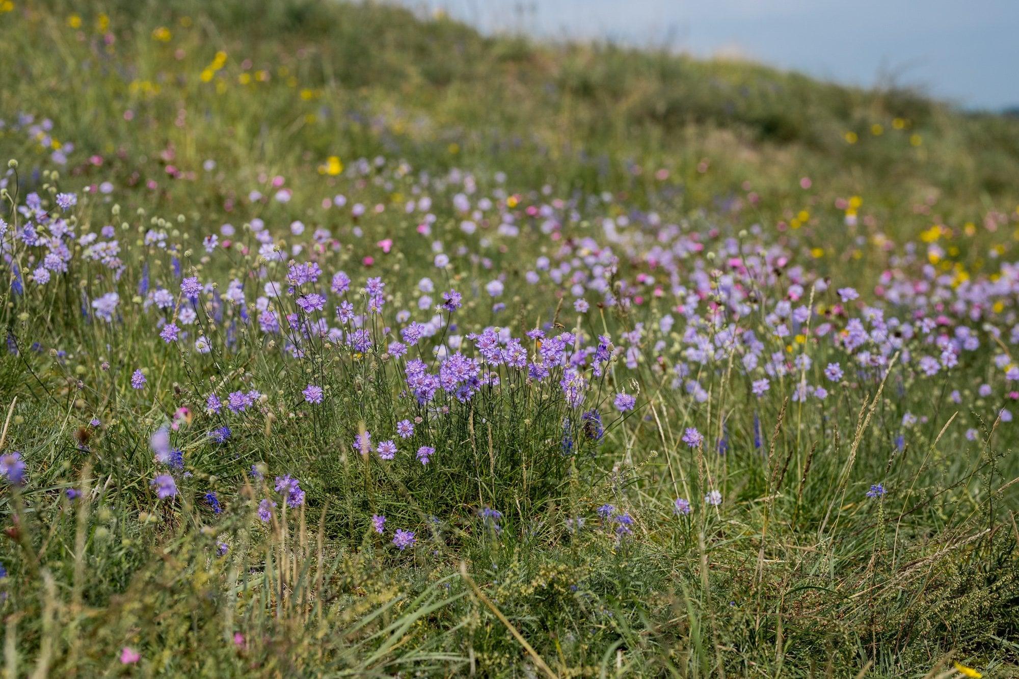 Vielzahl von Blumen in lila, gelb, weiß und rosa auf Trockenrasen.