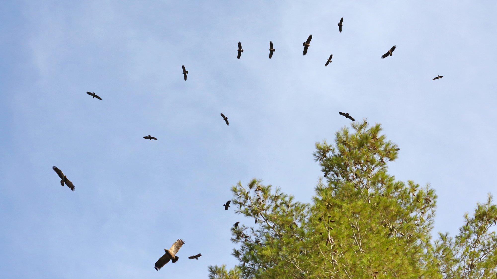 Eine Gruppe Schreiadler auf dem Zug von unten fotografiert.