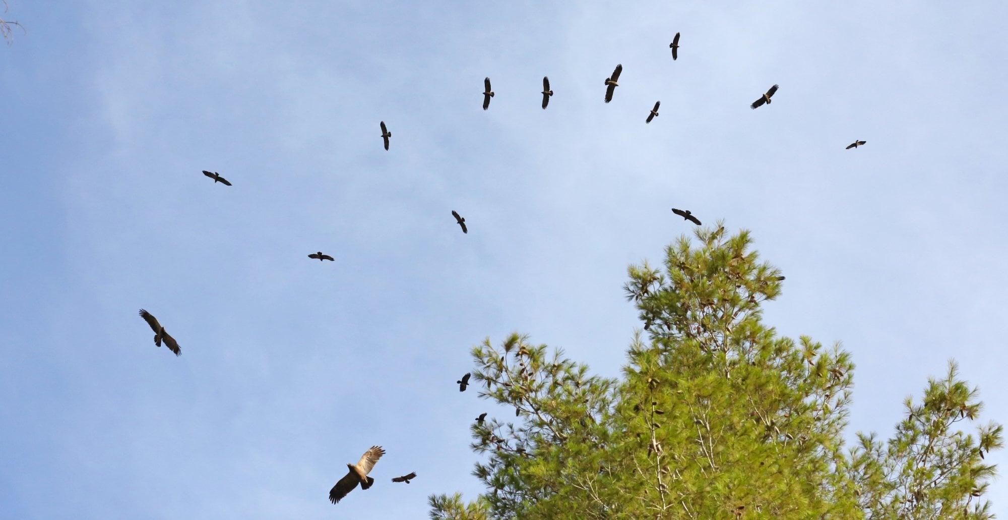 Eine Gruppe Schreiadler auf dem Zug von unten fotografiert.