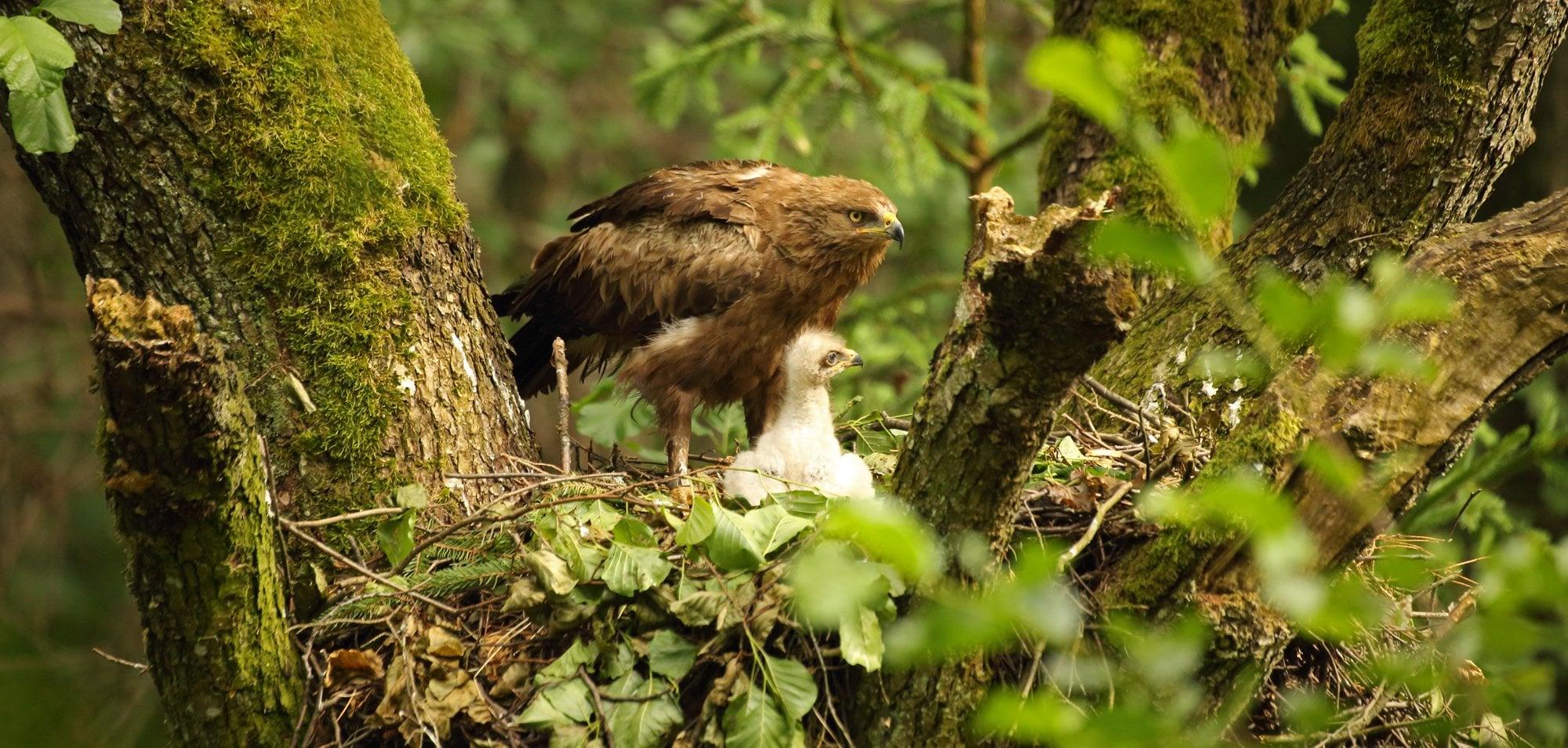 Ein Schreiadlerweibchen versorgt das noch kleine Junge im Nest