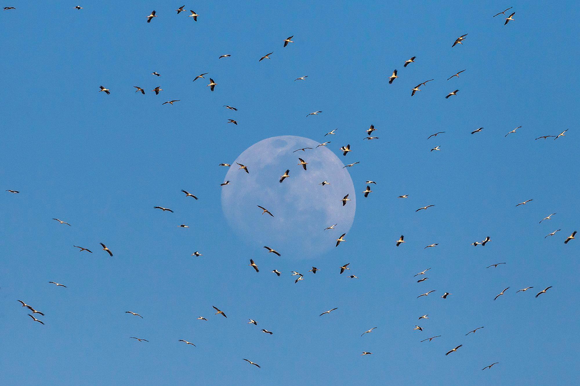 Weißstörche vor dem aufgehenden Mond