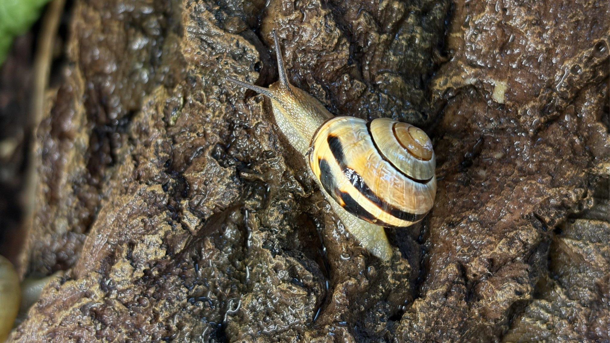 Foto einer Schnecke mit einem gelben Haus mit dunkler Bänderung, die über eine nasse Baumrinde kriecht.
