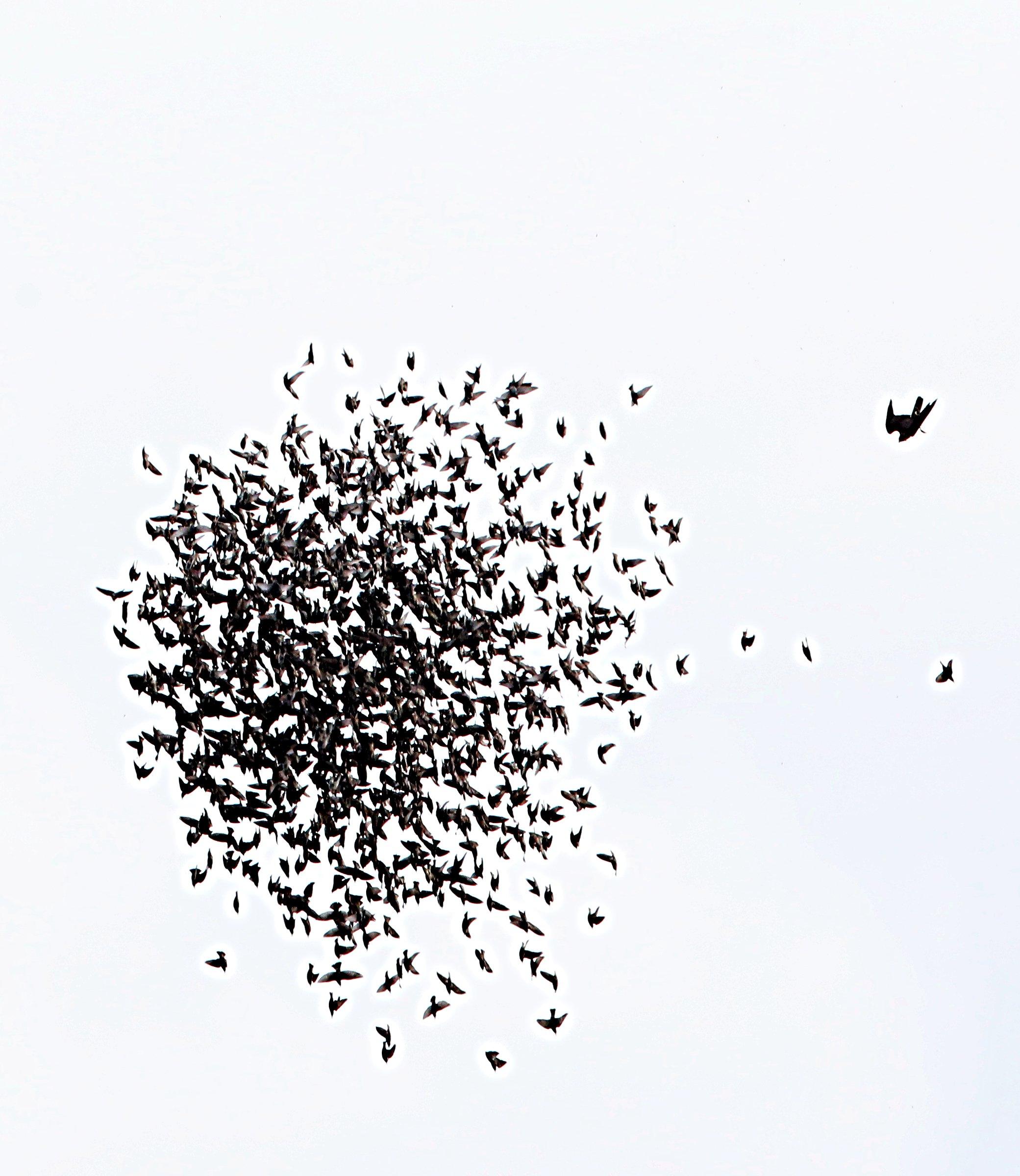 Ein Wanderfalke greift einen Starenschwarm an, Silhouetten erkennbar