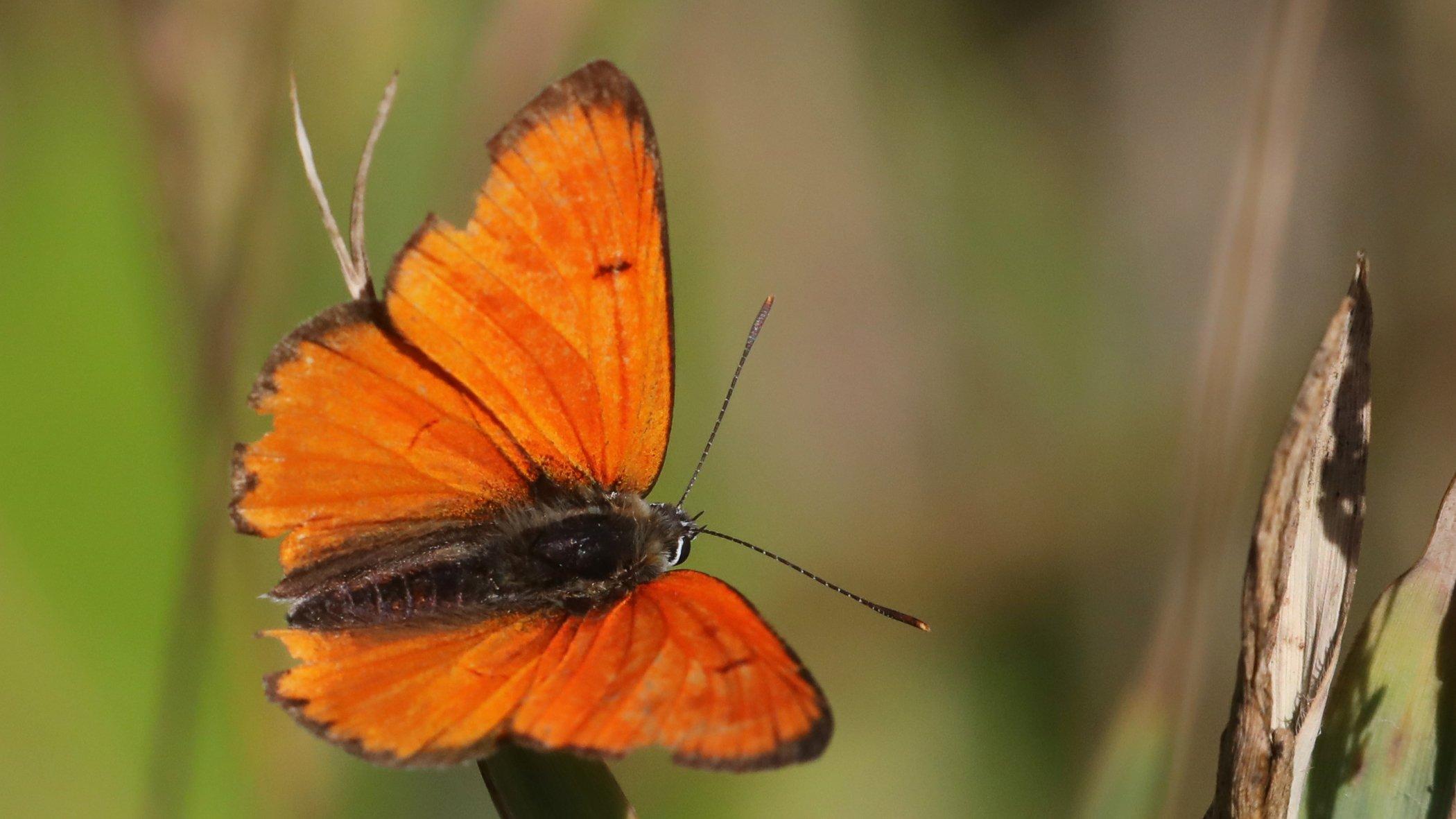Der knallorange Große Feuerfalter auf einer Blüte.
