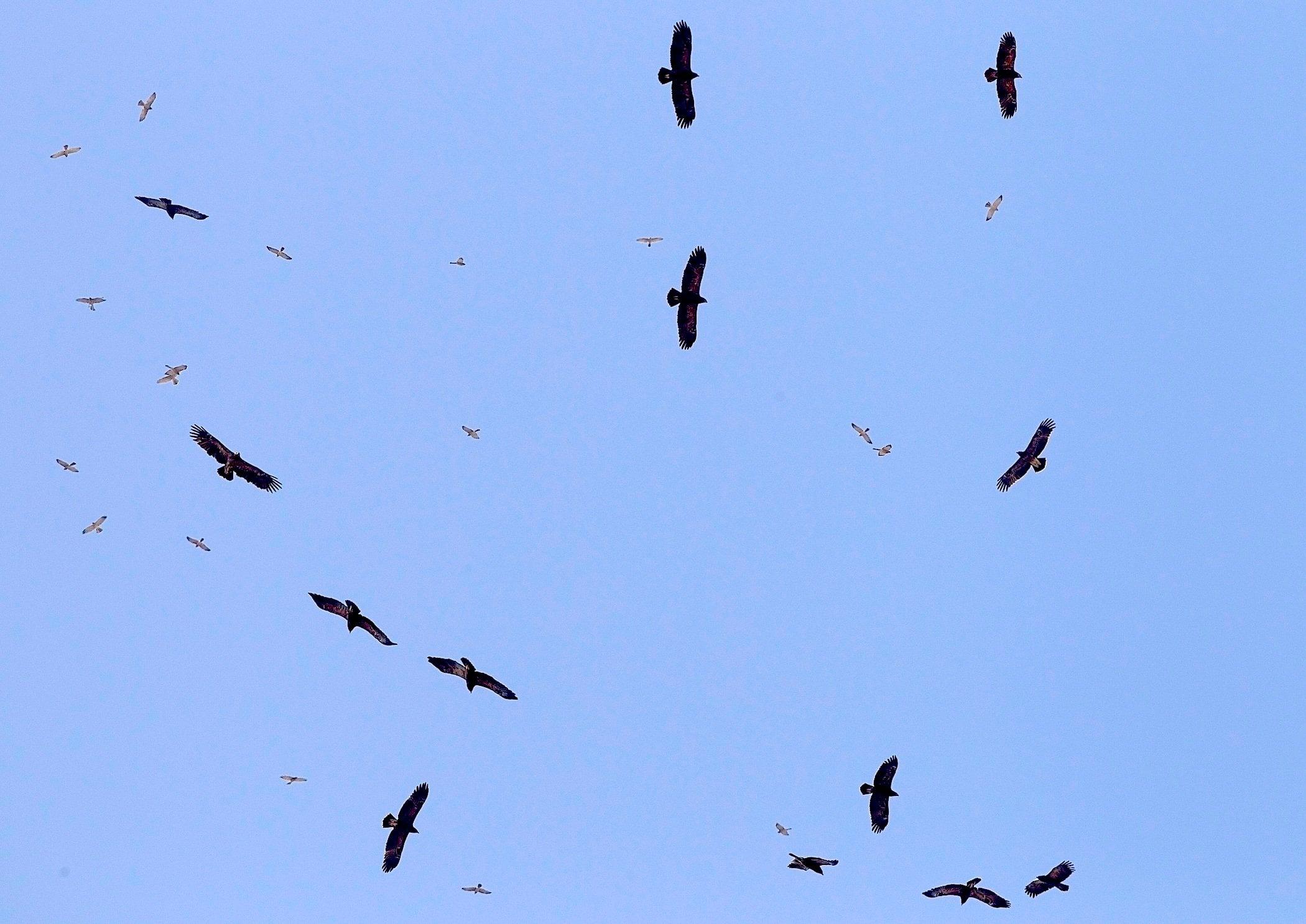 Kreisende Vögel beider Arten gemeinsam im blauen Himmel.