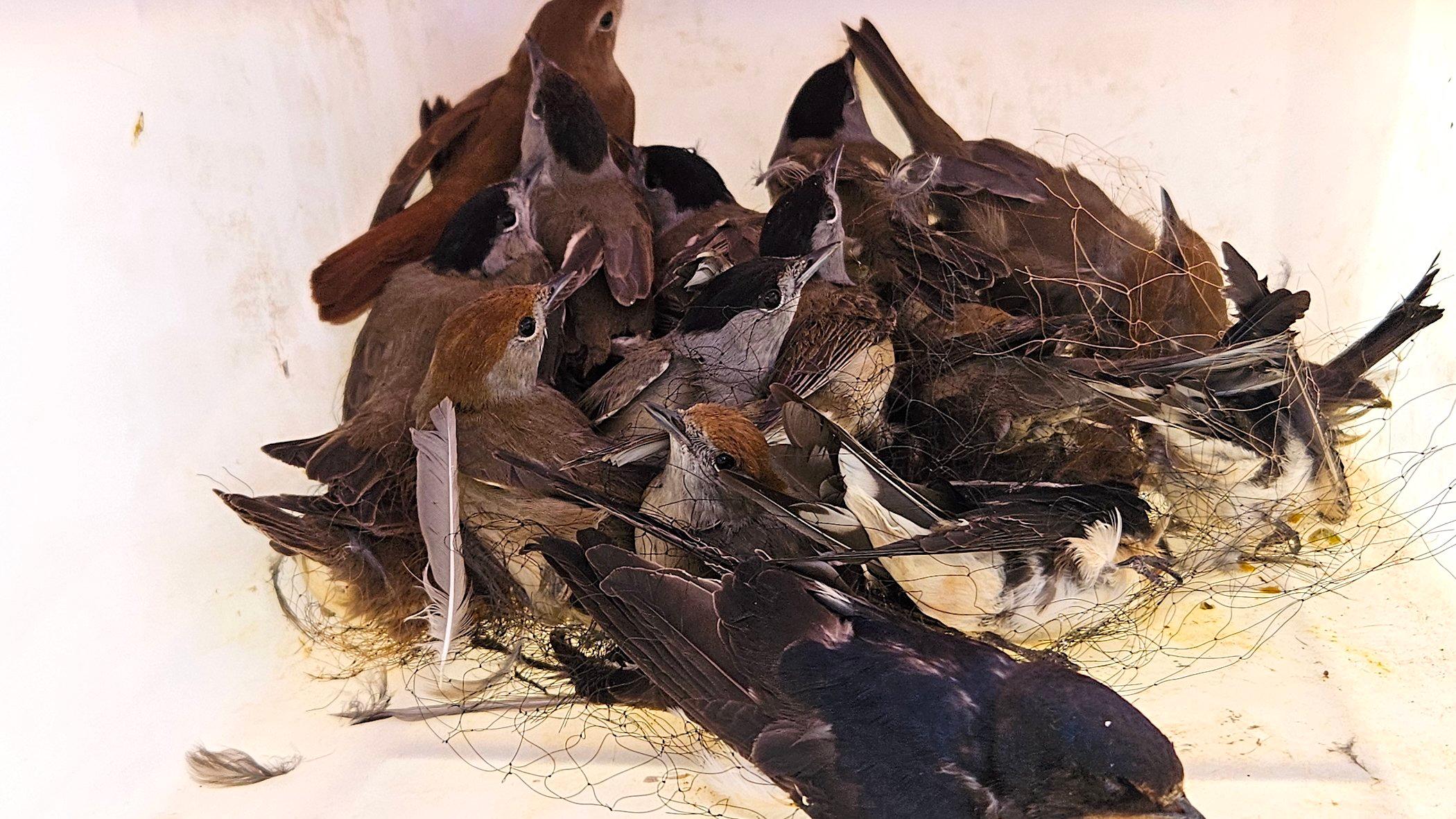 In Netzen verfangene Vögel in einer Plastikwanne.