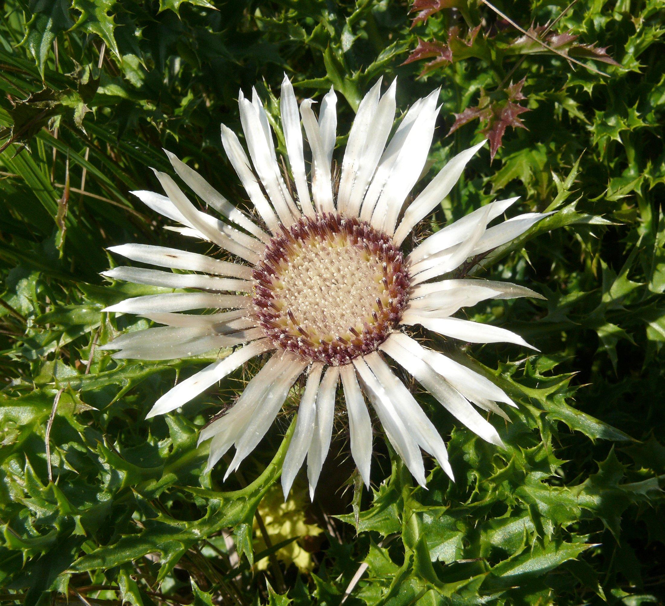 Sonnenblumenartige Pflanze mit silbernen Blütenblättern.