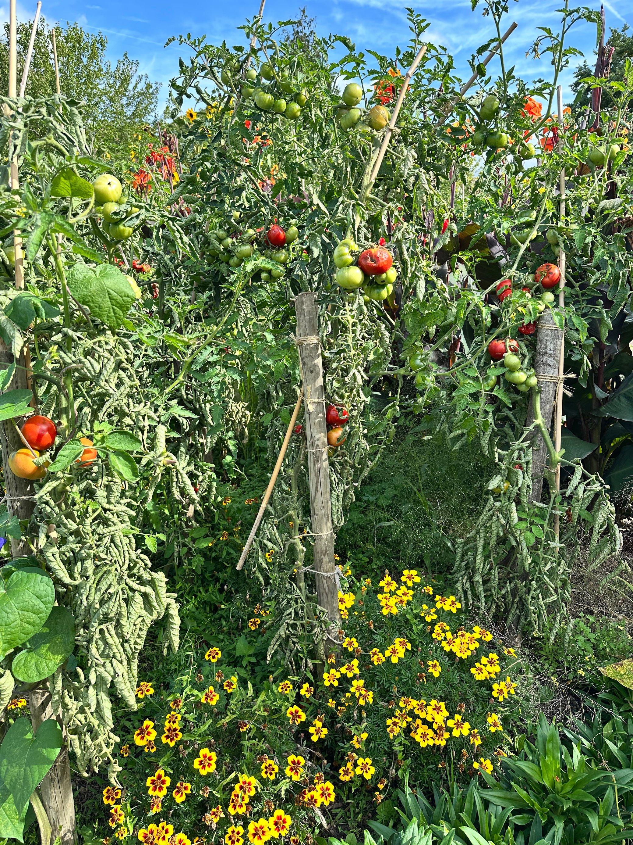 Eine mannshohe Tomate namens Bonner Beste mit reifen Früchten.