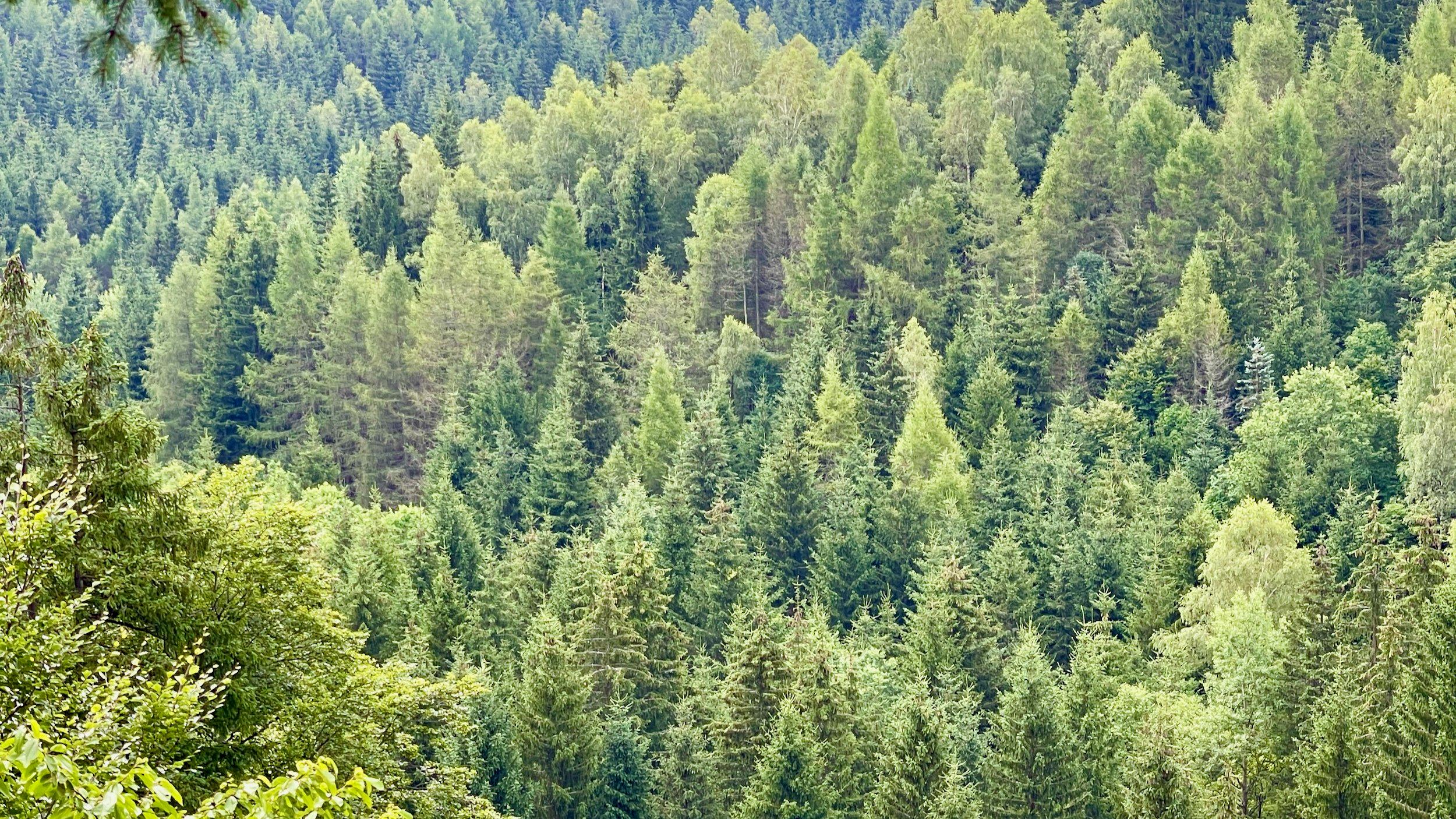 ein gesunder Wald