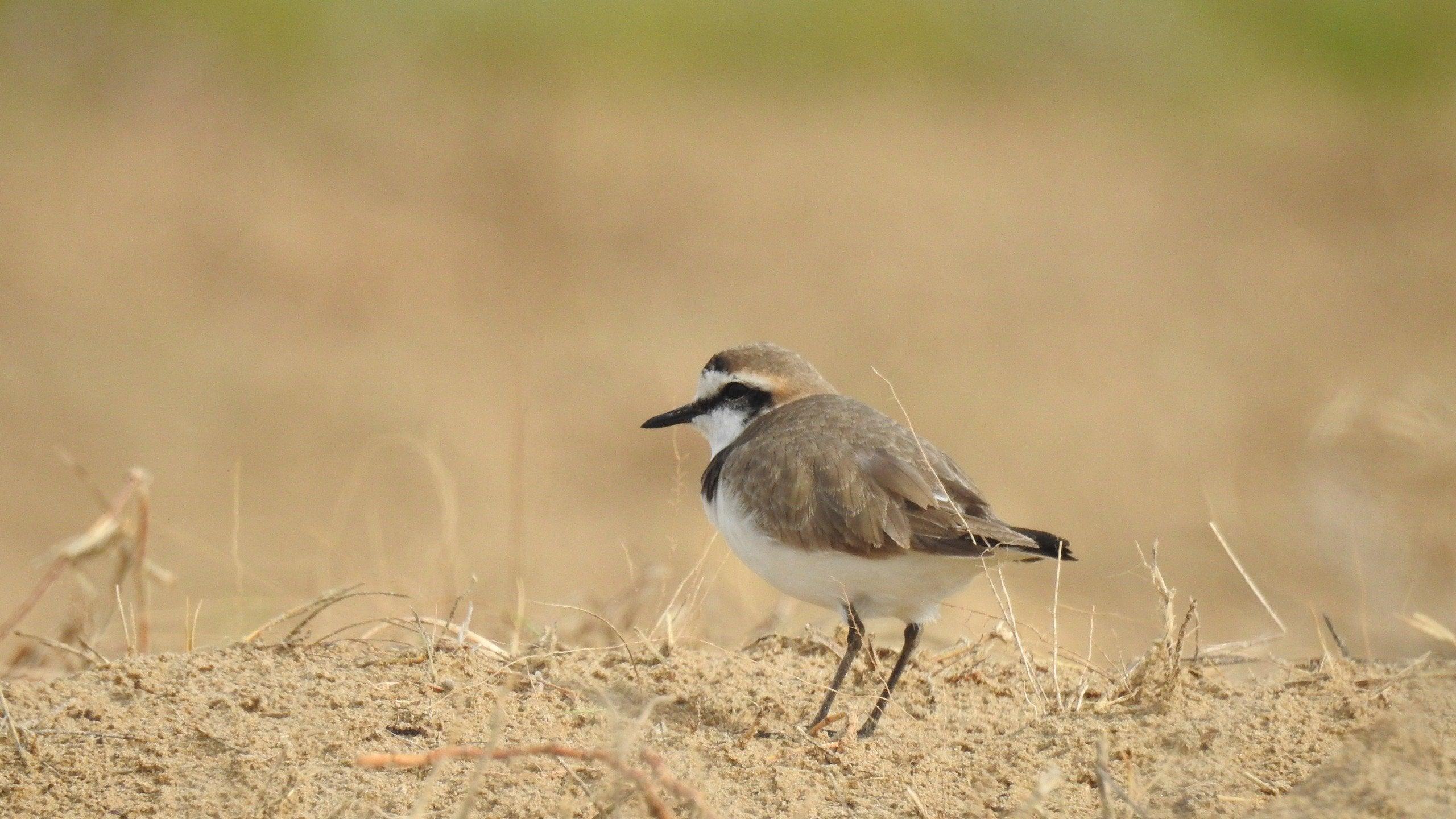Kleiner Vogel mit braunem Gefieder und einer schwarzen Zeichnung am Hals, die ihn als Männchen ausweist auf einer Sanddüne.