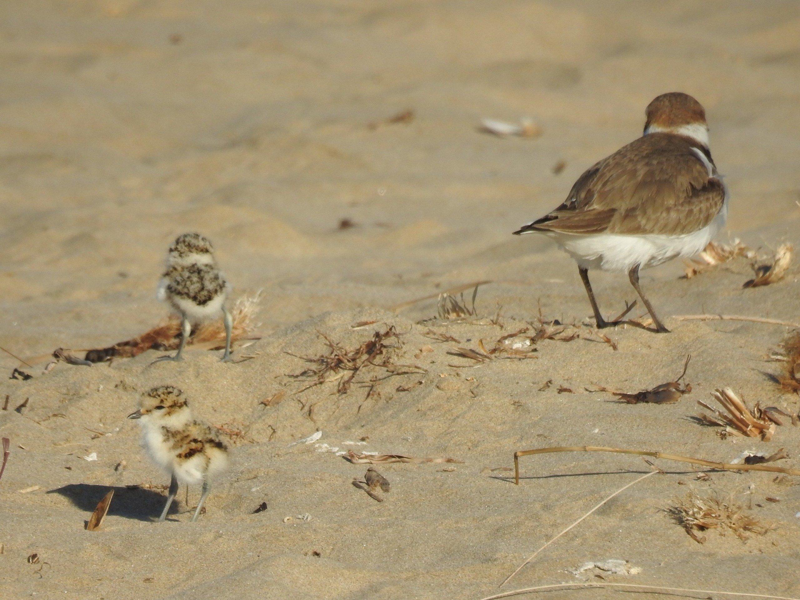 Mutter mit zwei frisch geschlüpften Küken im Sand
