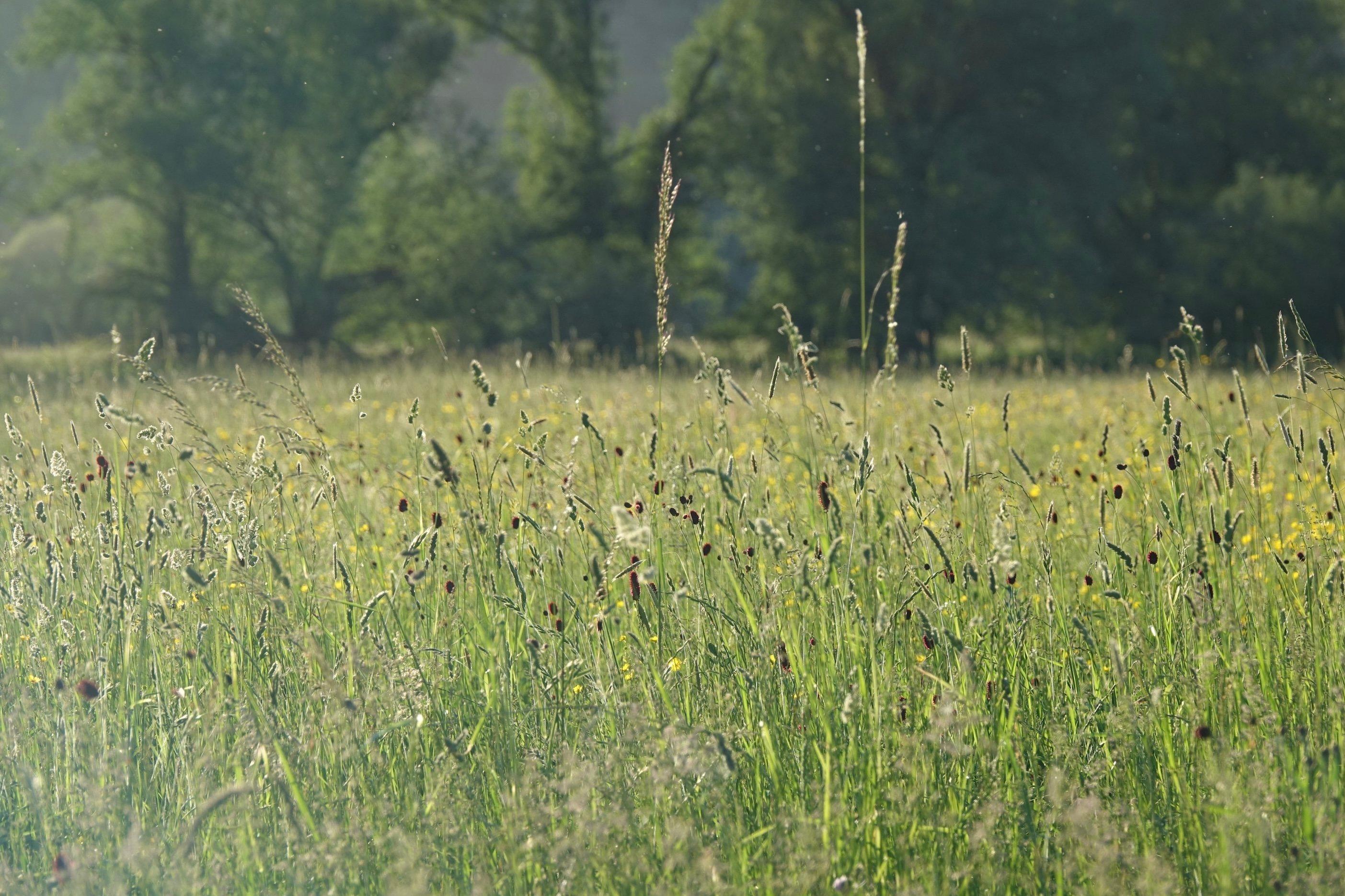 Bunte Wiese vor Bäumen.