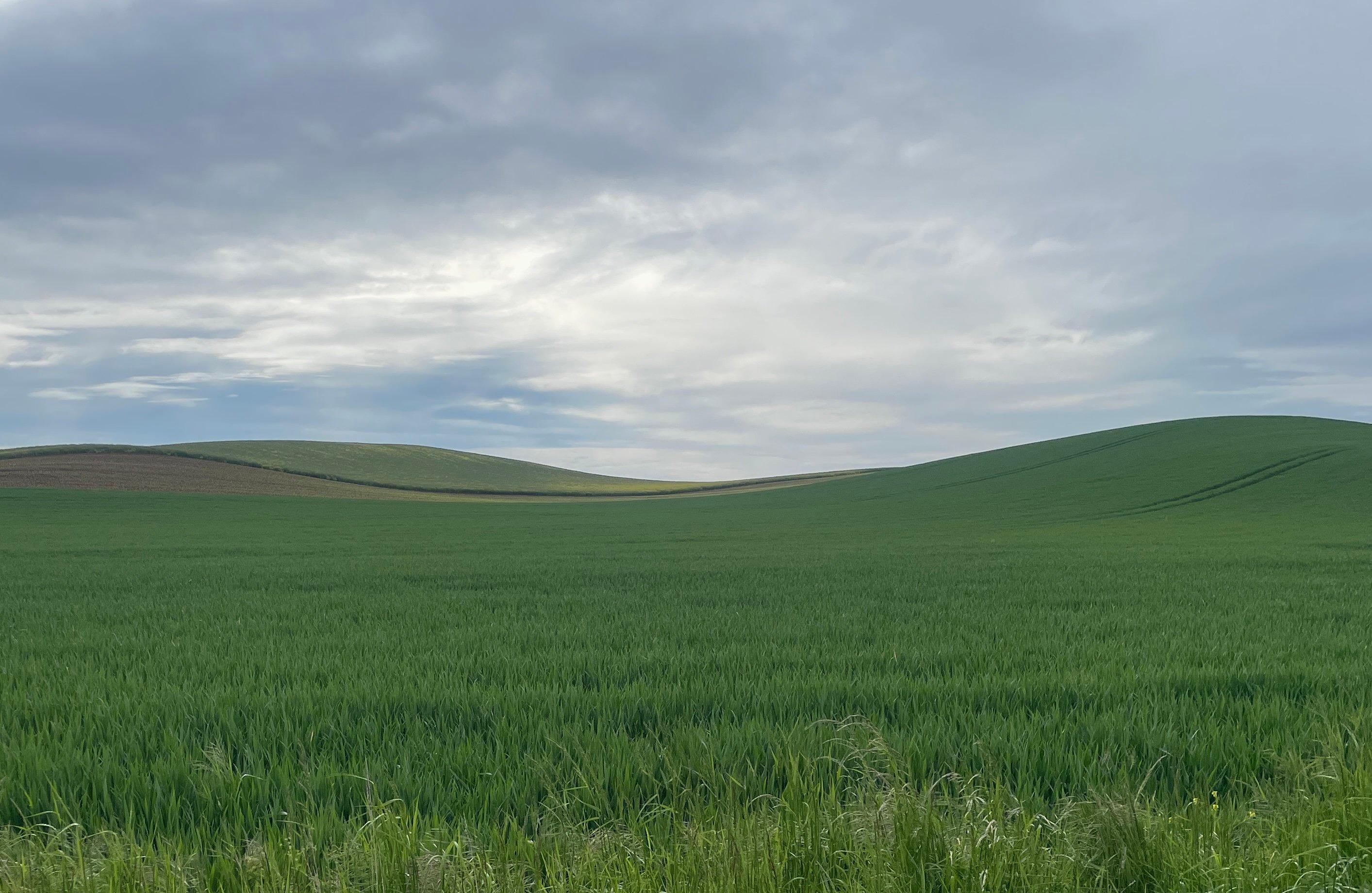 Rollende grüne Hügel unter grauem Himmel.