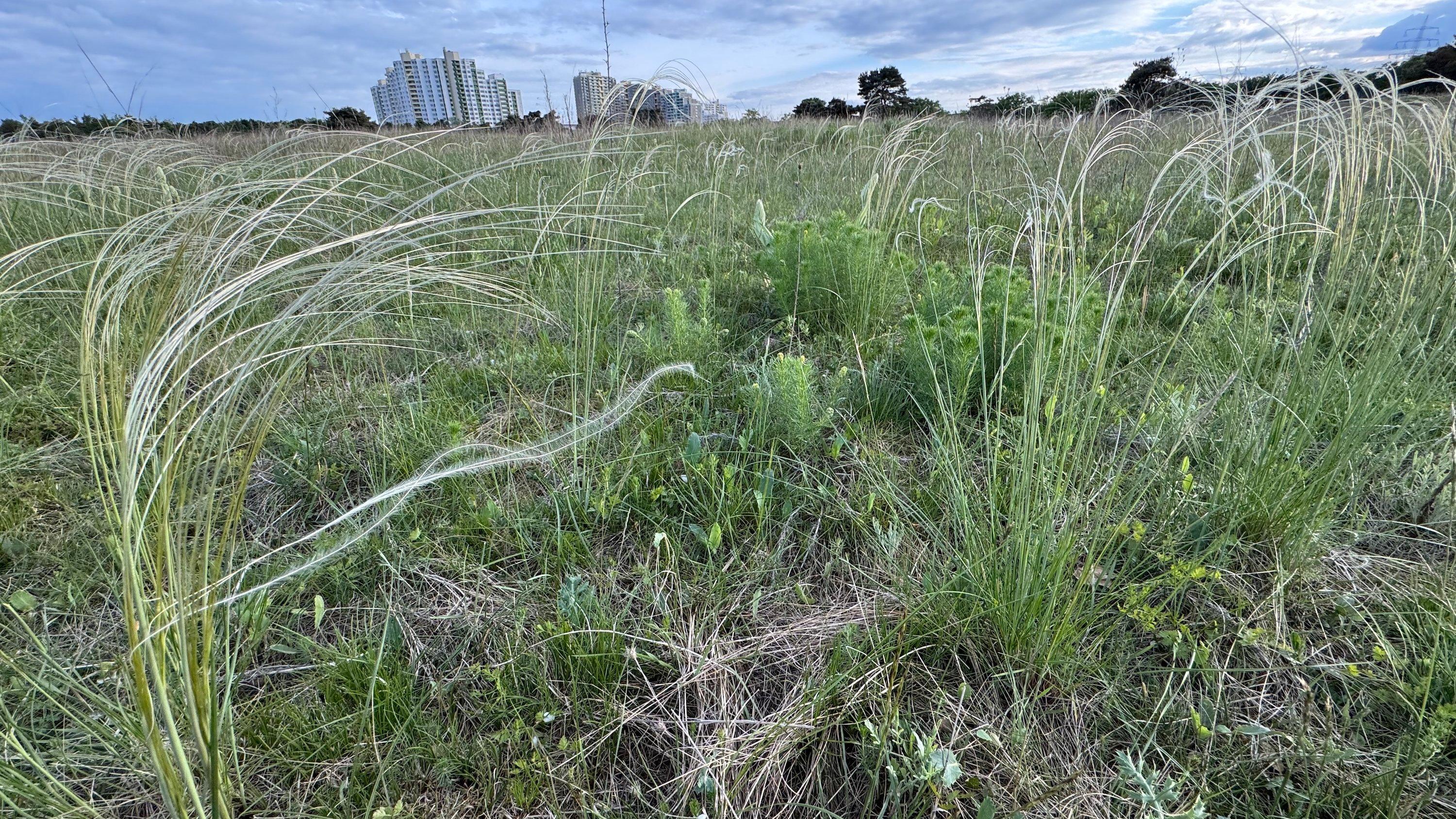 Gras mit schweifartigen Blütenständen, im Hintergrund Hochhäuser