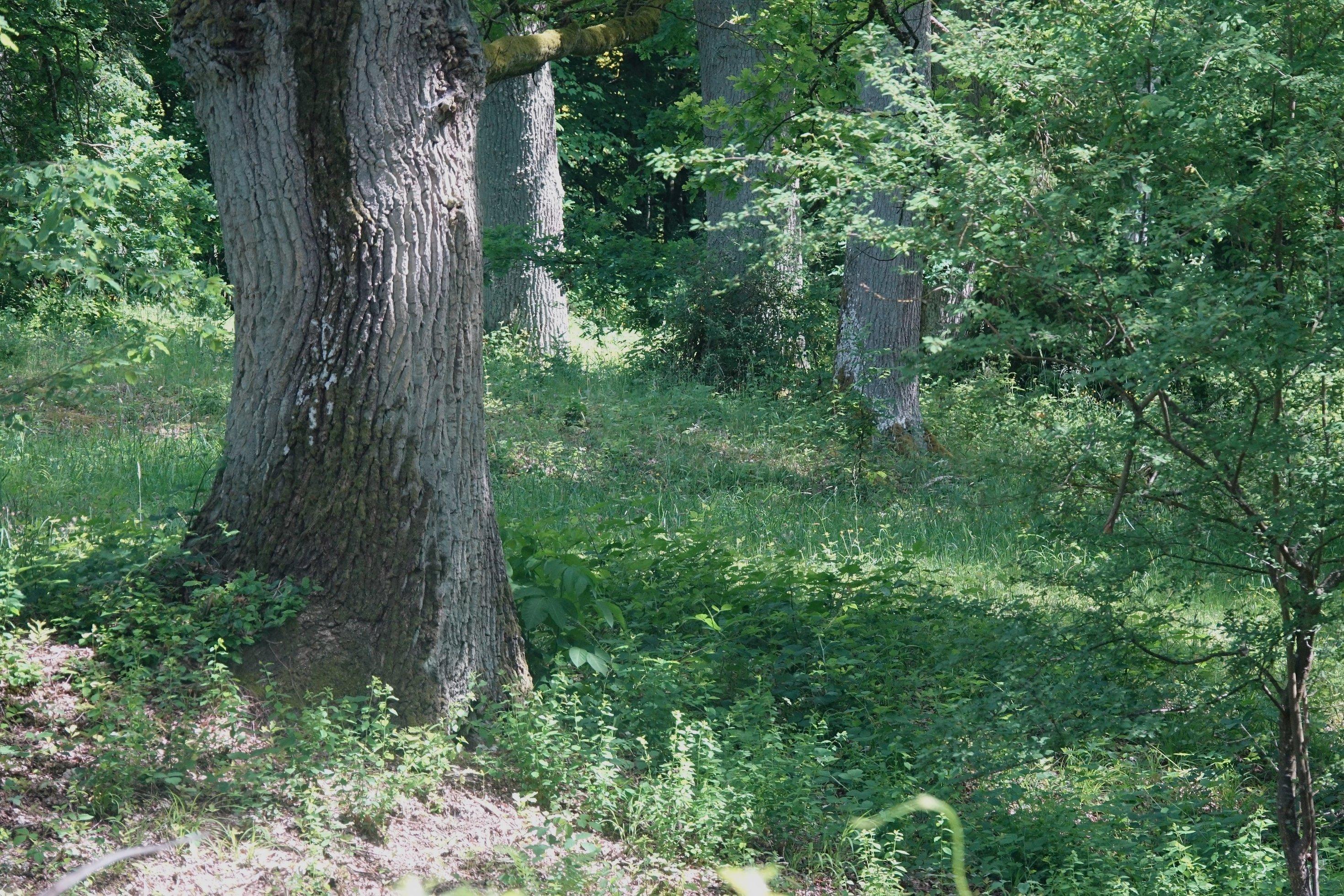 Dicke Eichen, grasbewachsener Boden