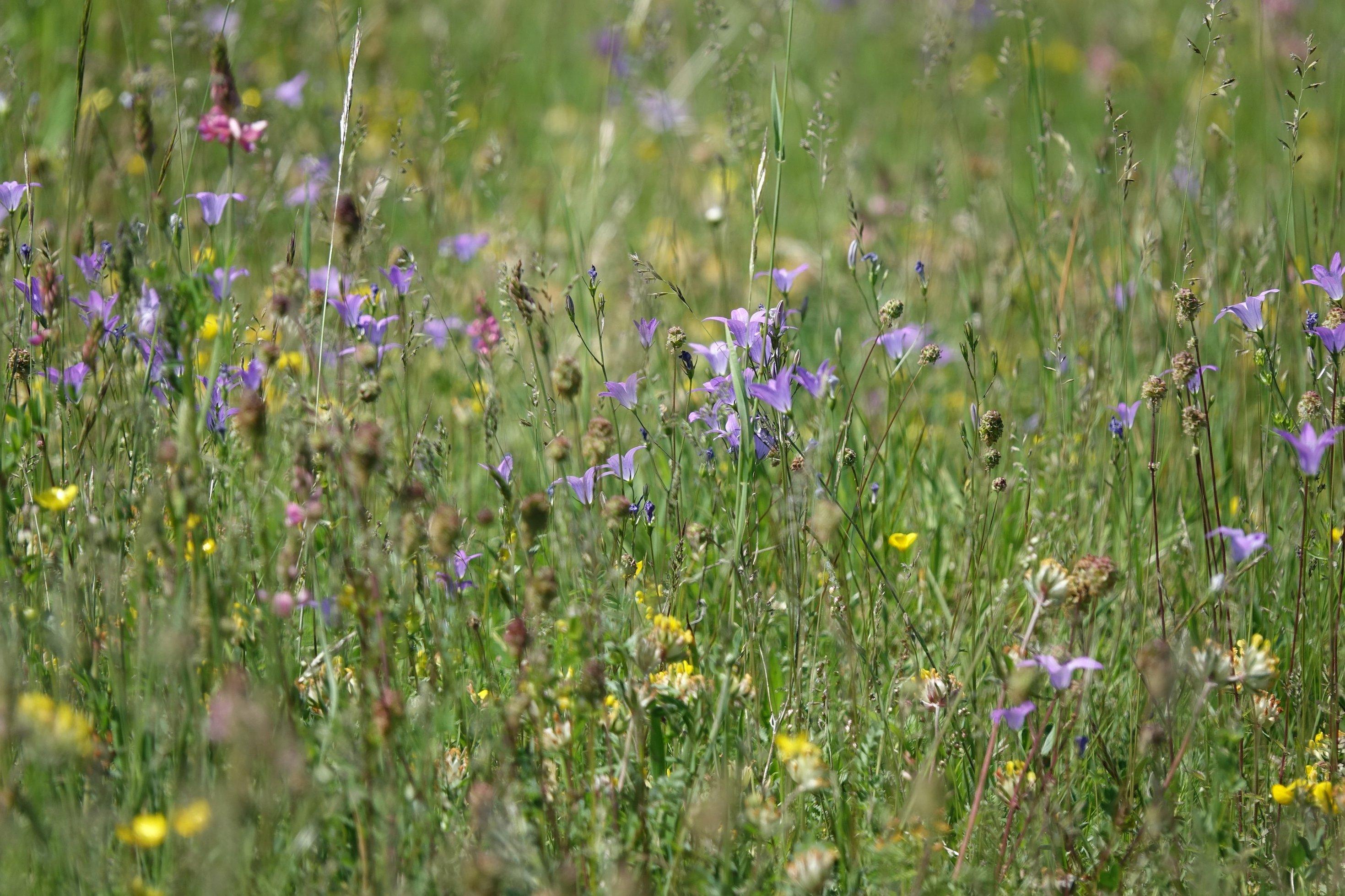 Blaue, rote, gelbe Blütenvielfalt