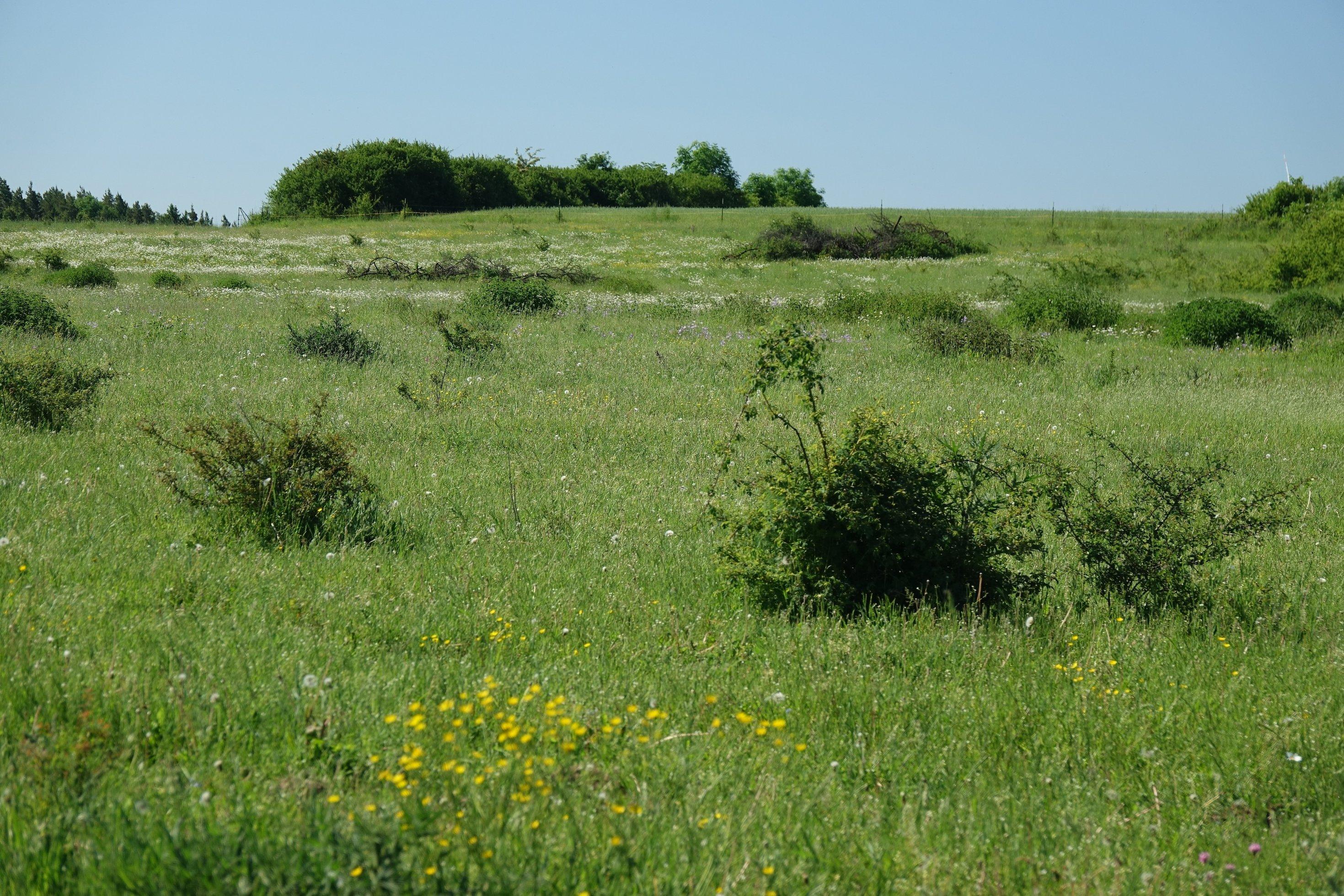 Grüne Landschaft mit vereinzelten Sträuchern.