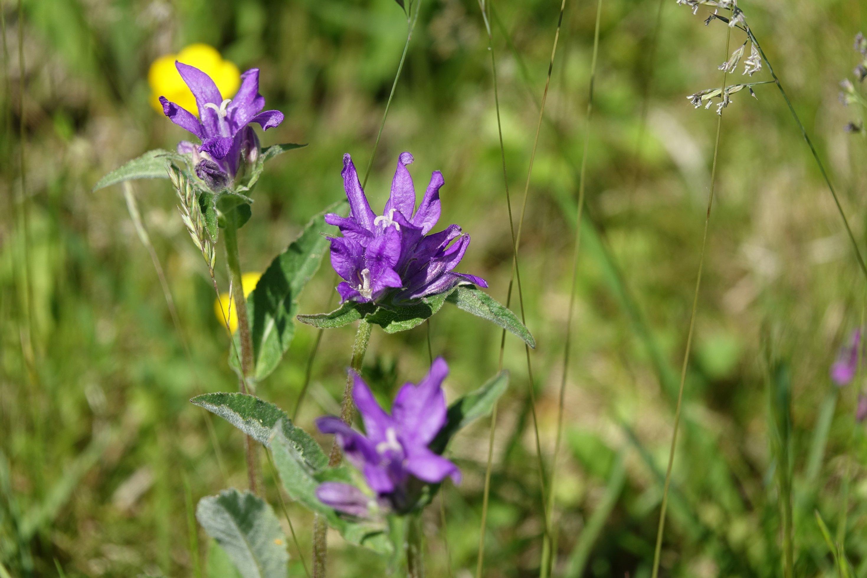 Blumen mit gedrungen wirkenden blauen Blüten.