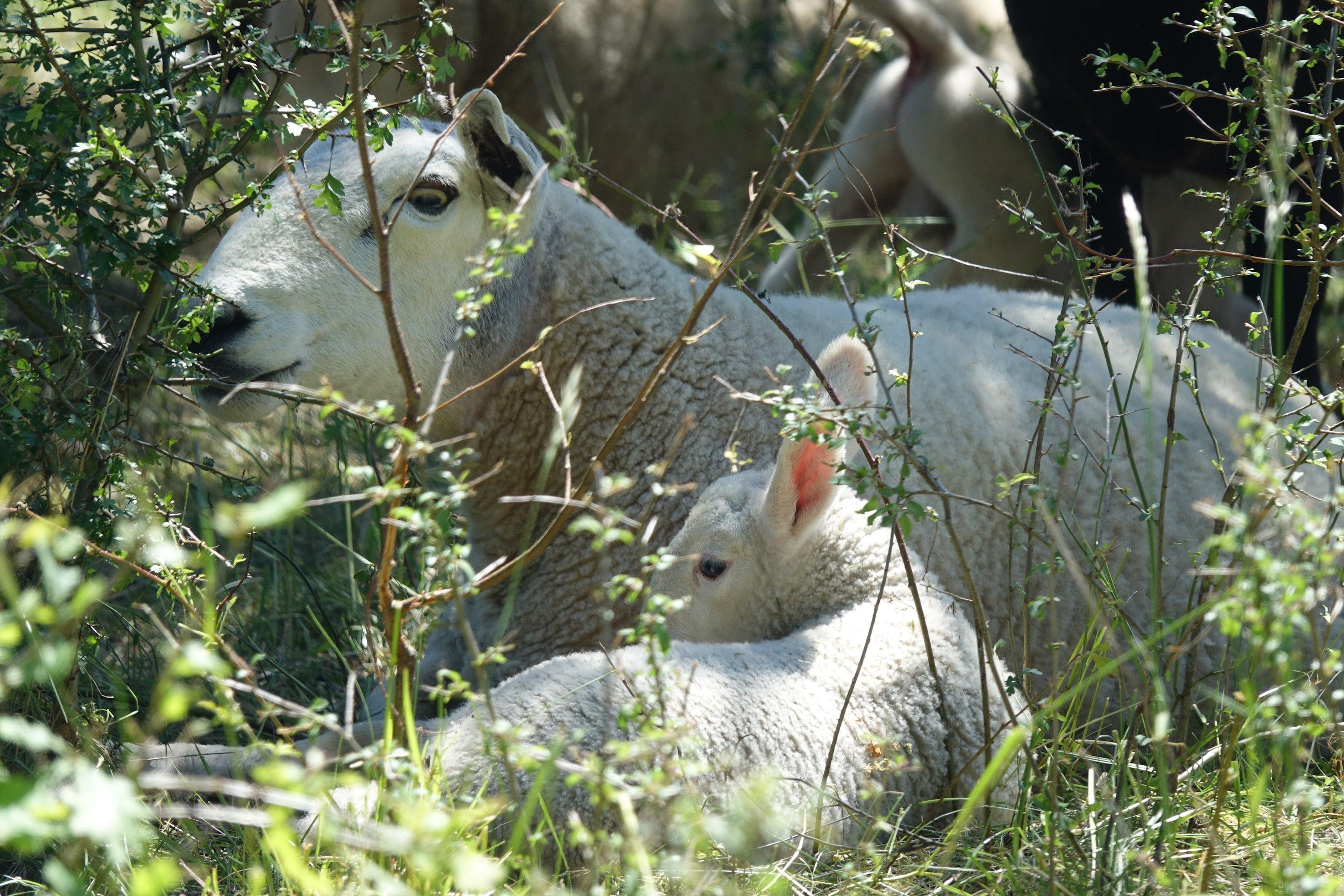 Mutterschaf mit Lamm am Boden liegend.