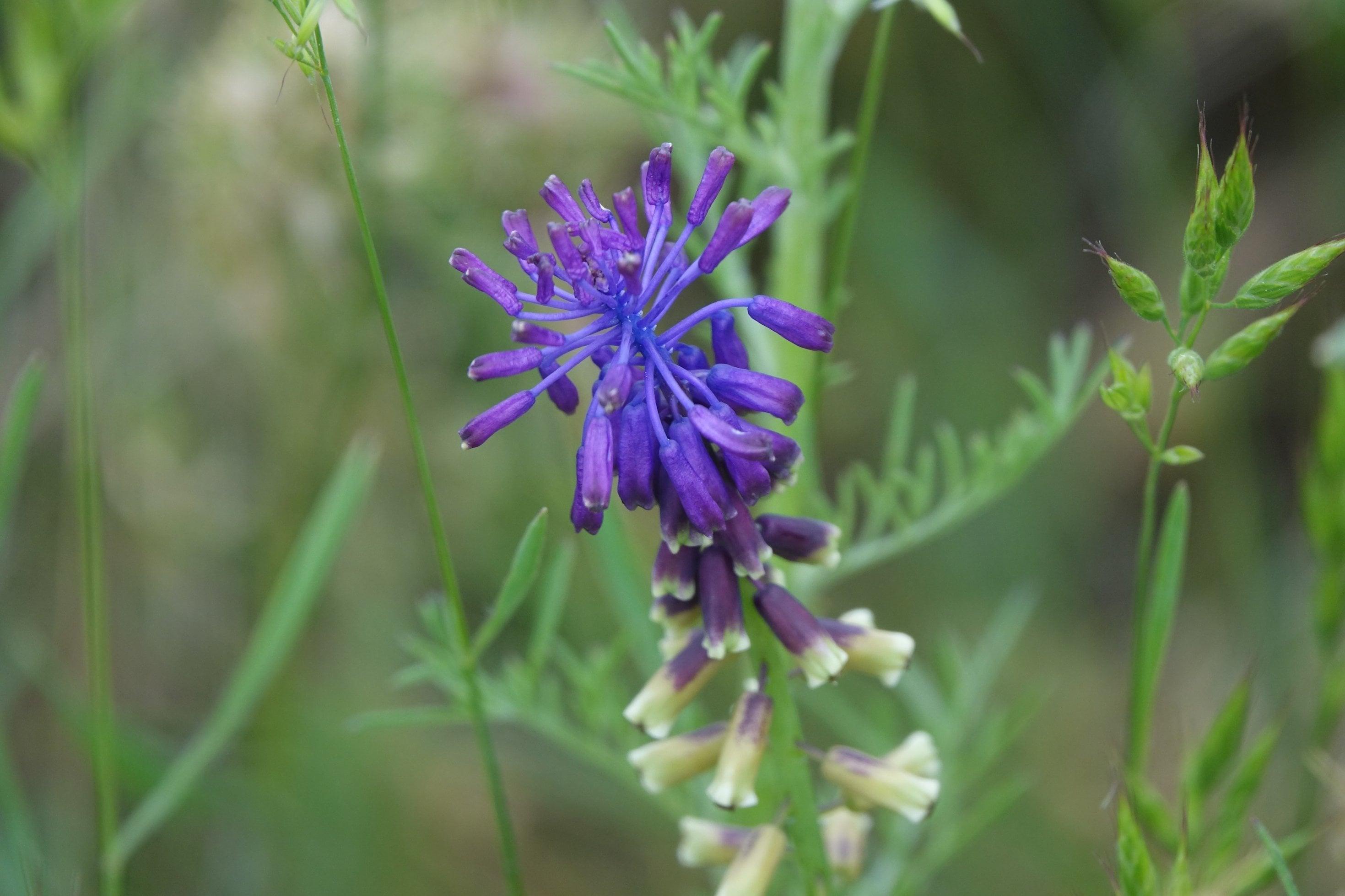 Pflanze mit zahlreichen kleinen blauen Blüten.