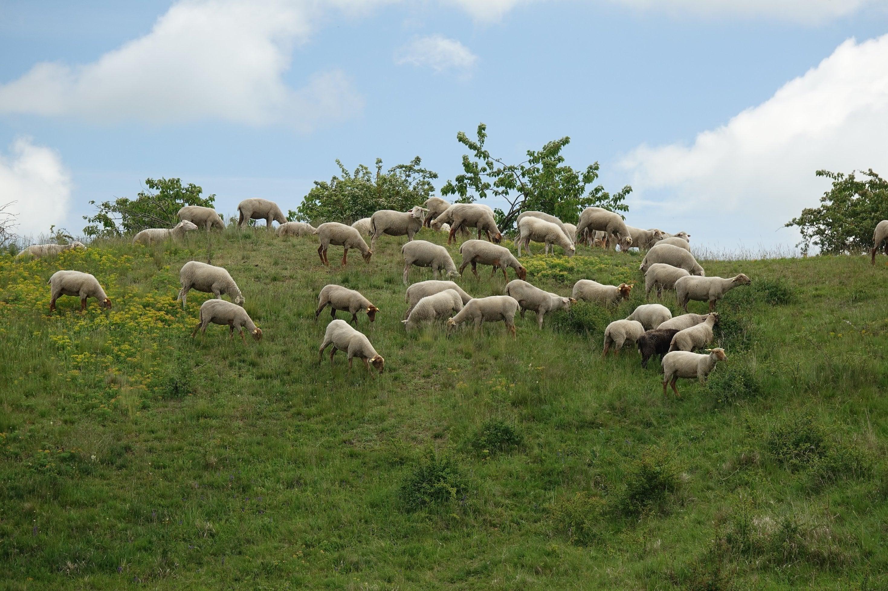 Schafe auf grünem Hügel.