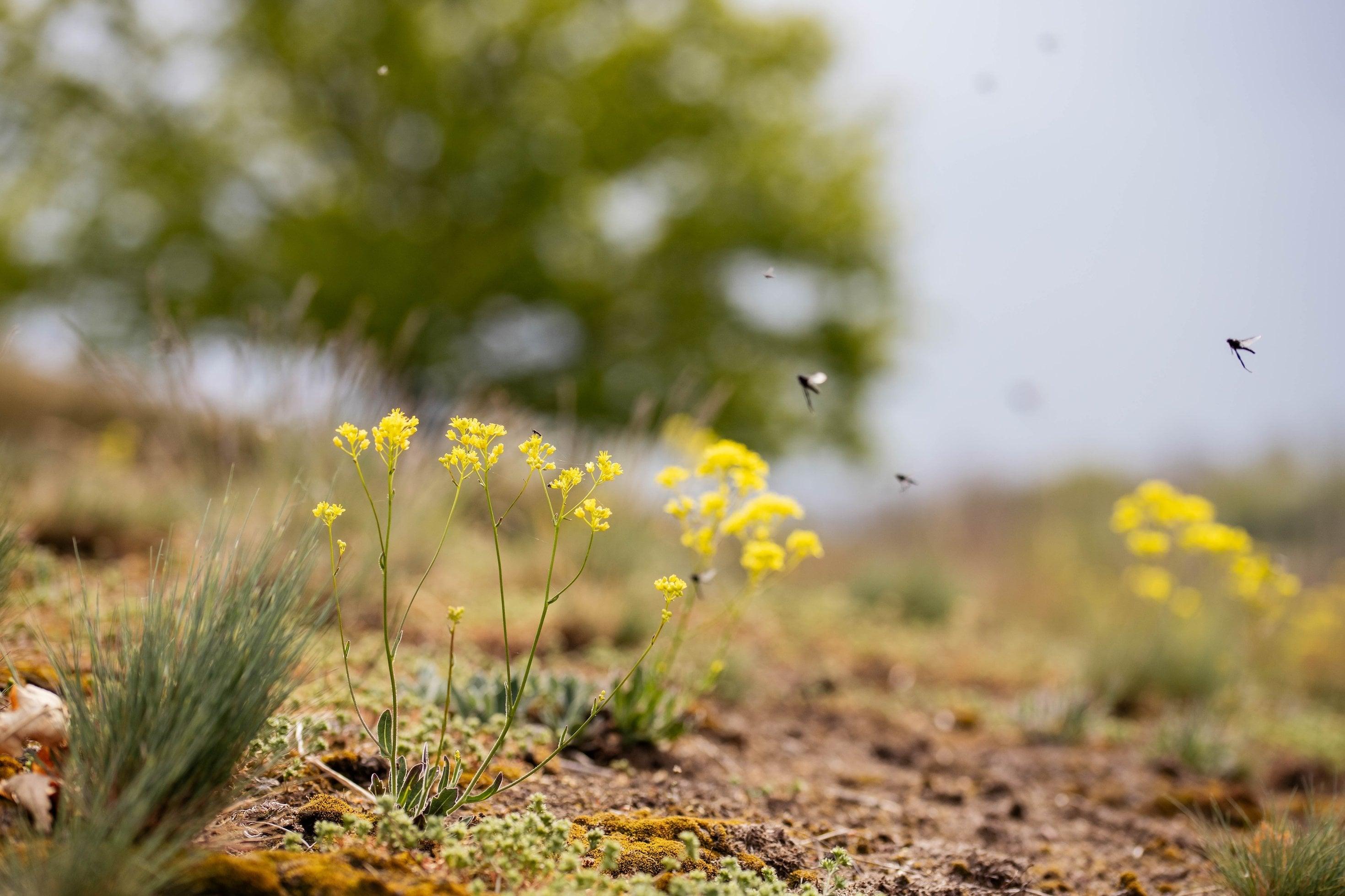 Kleine Pflanze mit gelben Blüten auf steinigem Boden.
