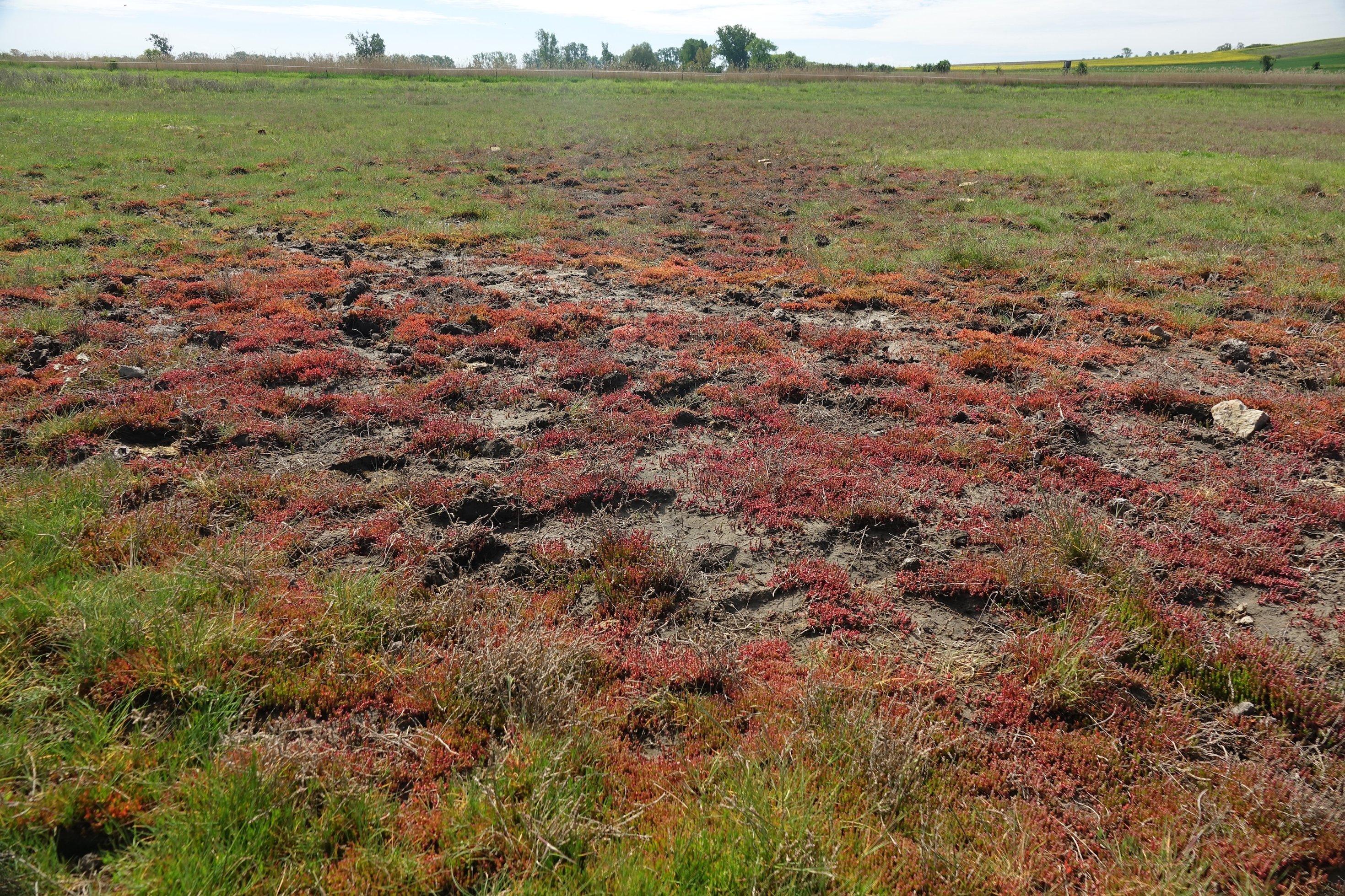 Rötliche Vegetation