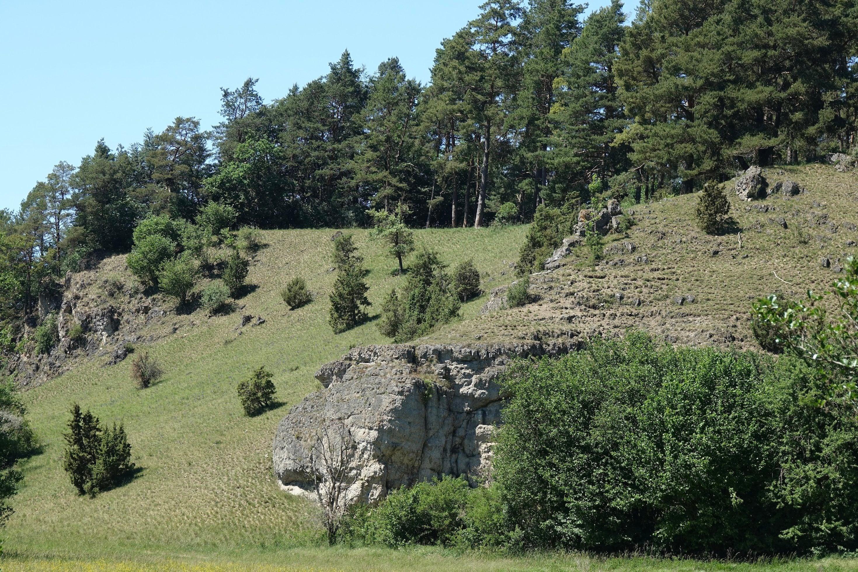Steiler Hang, oben Kiefernwald, unten Feuchtwiese, dazwischen Trockenrasen.