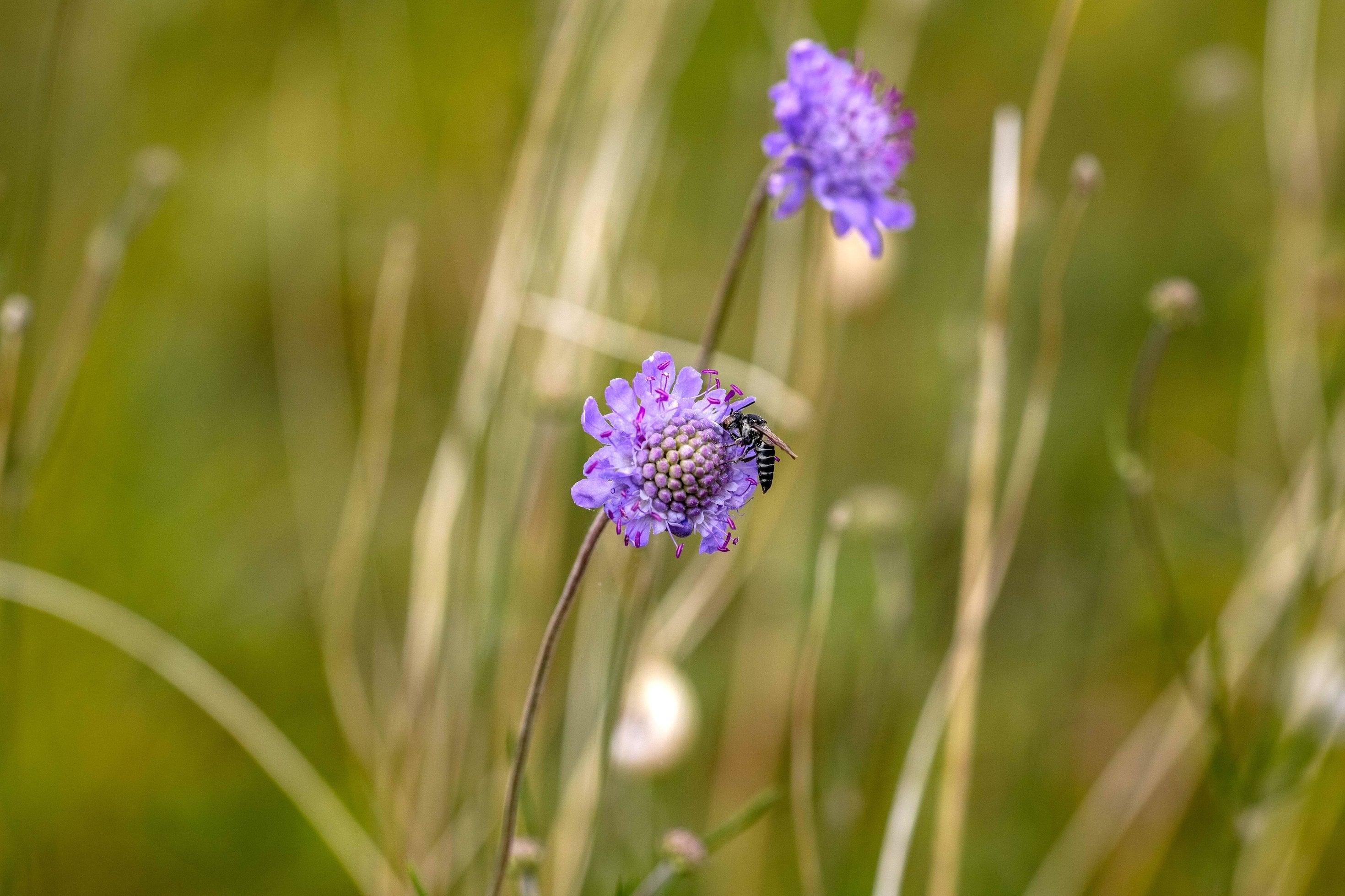 Lila Blüten mit Schwebflilege