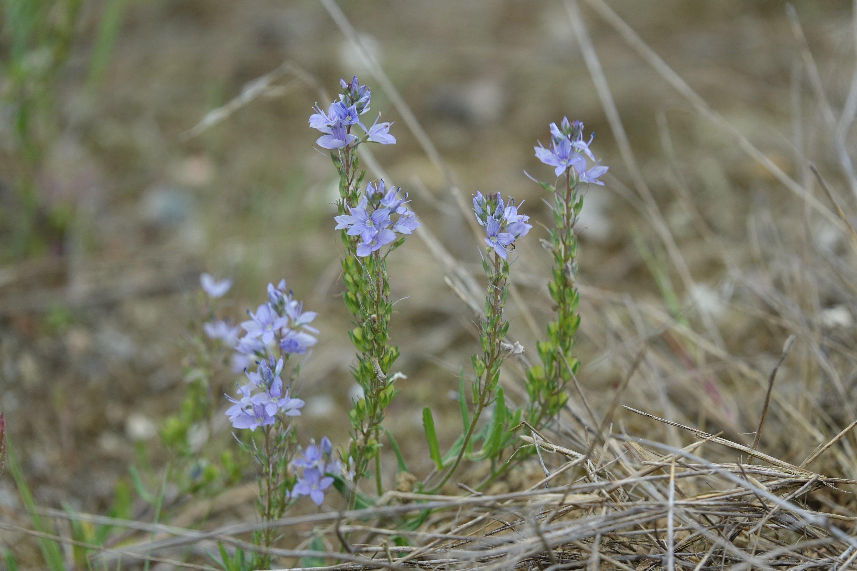 Kleine krautige Pflanze mit leinblauen Blüten.