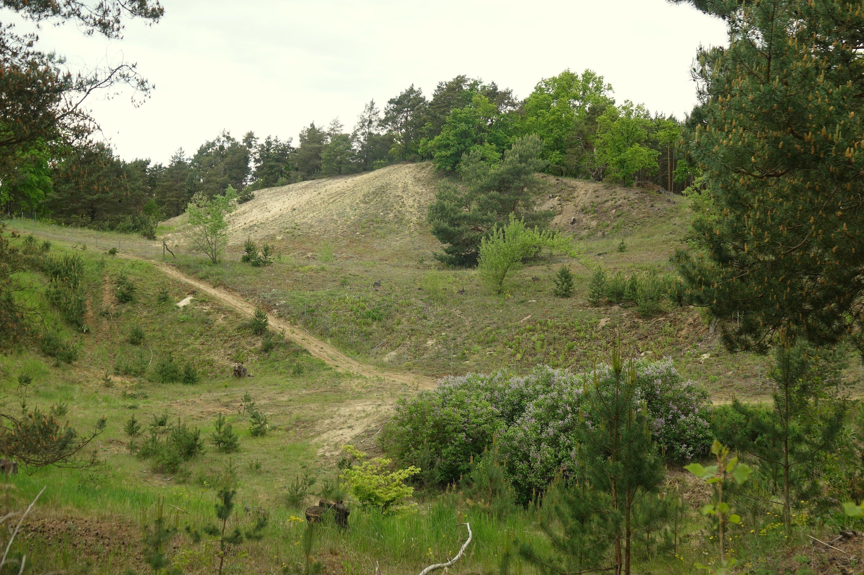 Sandhügel von Wald umgeben.