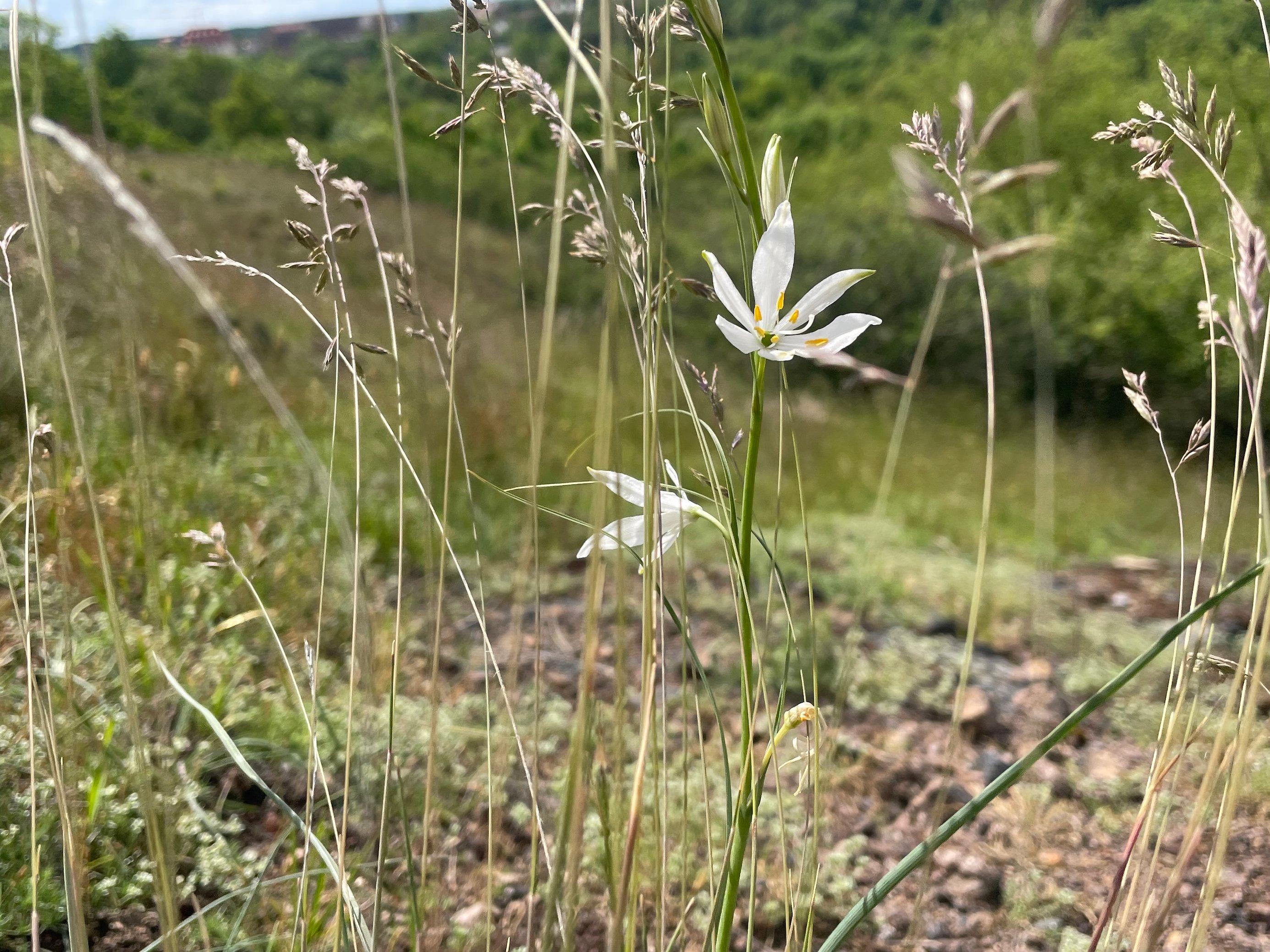 Pflanze mit großen weißen Blüten in grasiger Landschaft.