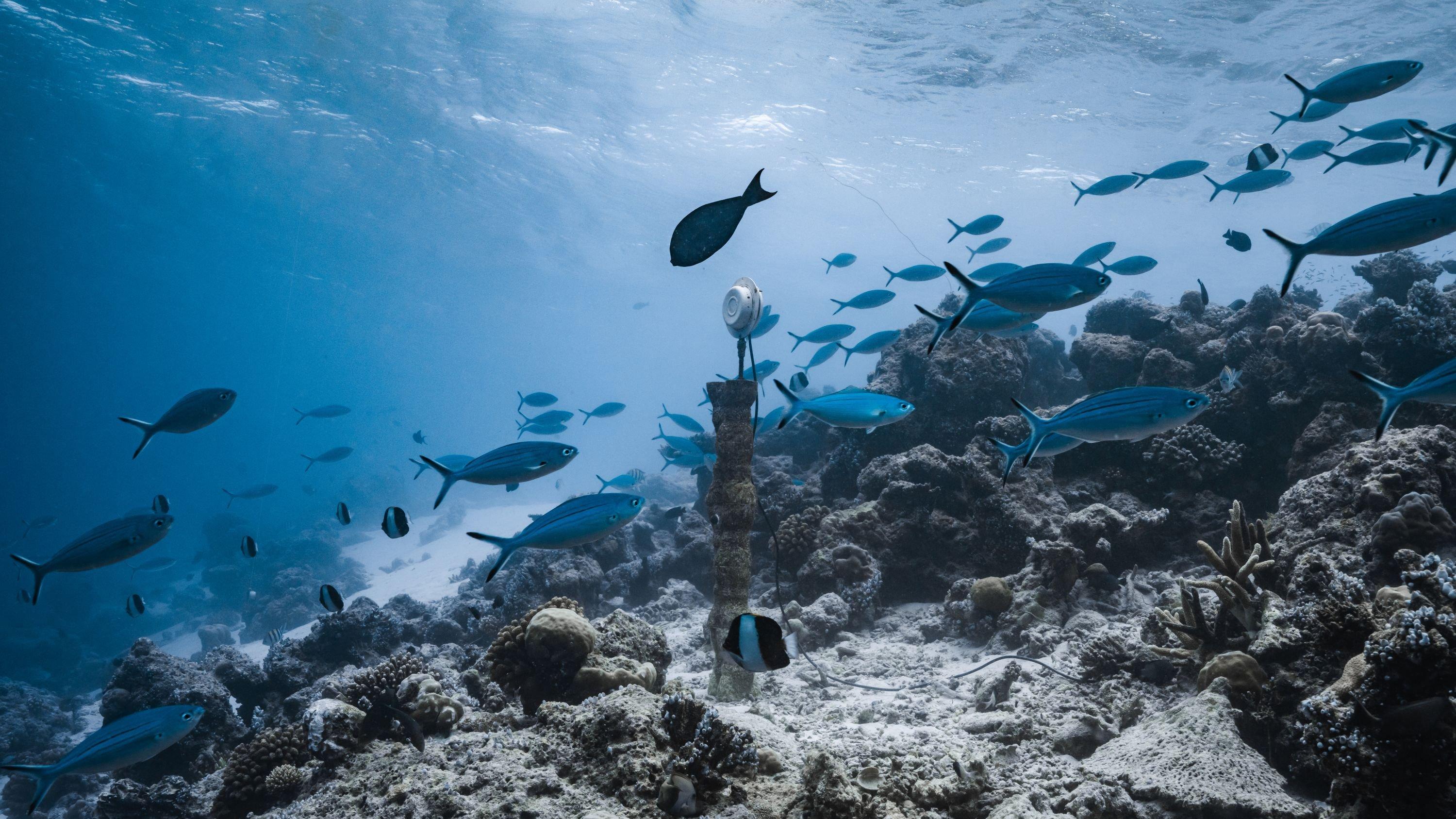 Unterwasseraufnahme, die eine Stele mit aufgesetzem Lautsprecher zeigt, inmitten eines Schwarms blauer Fische.
