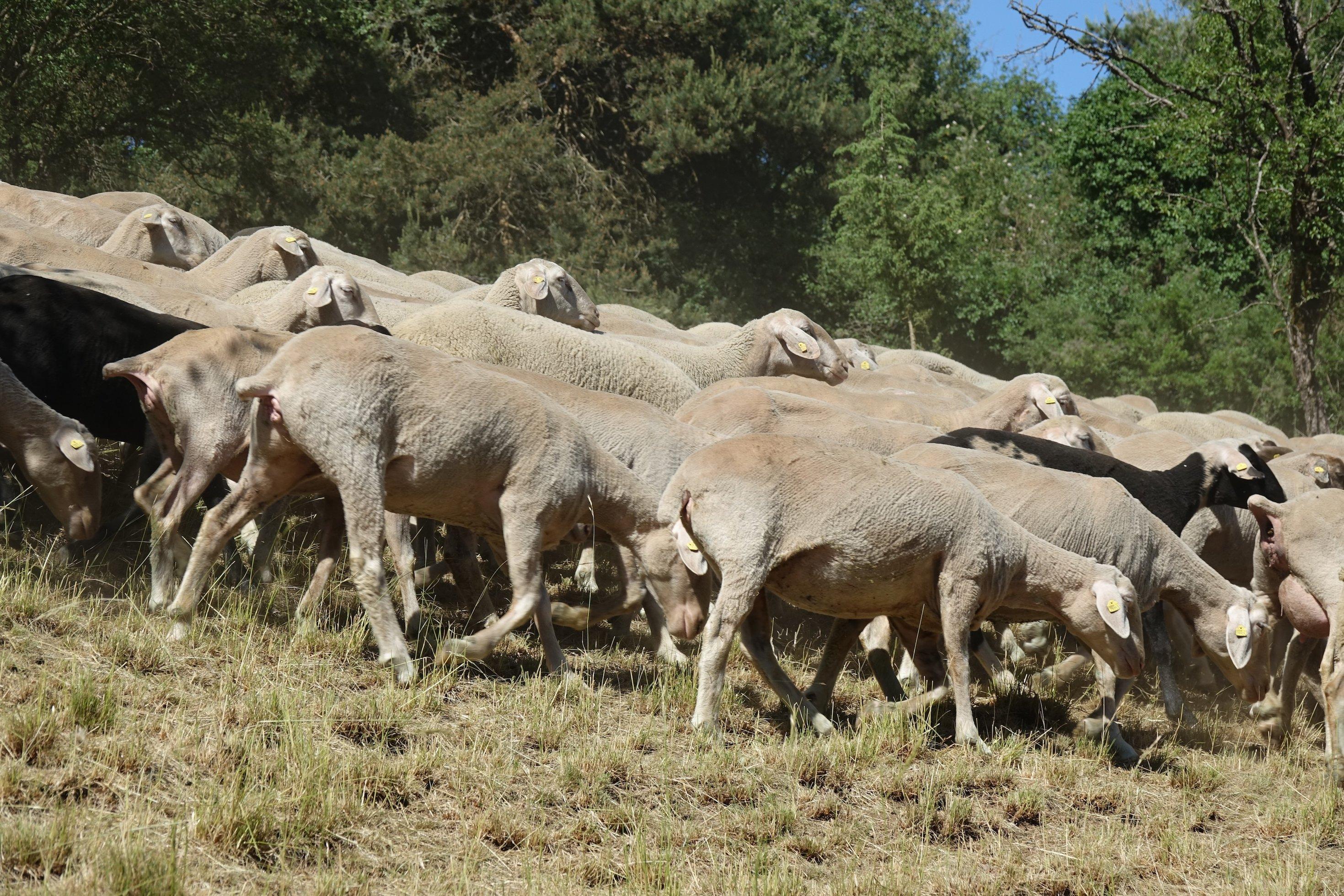 Schafe auf Trockenrasen