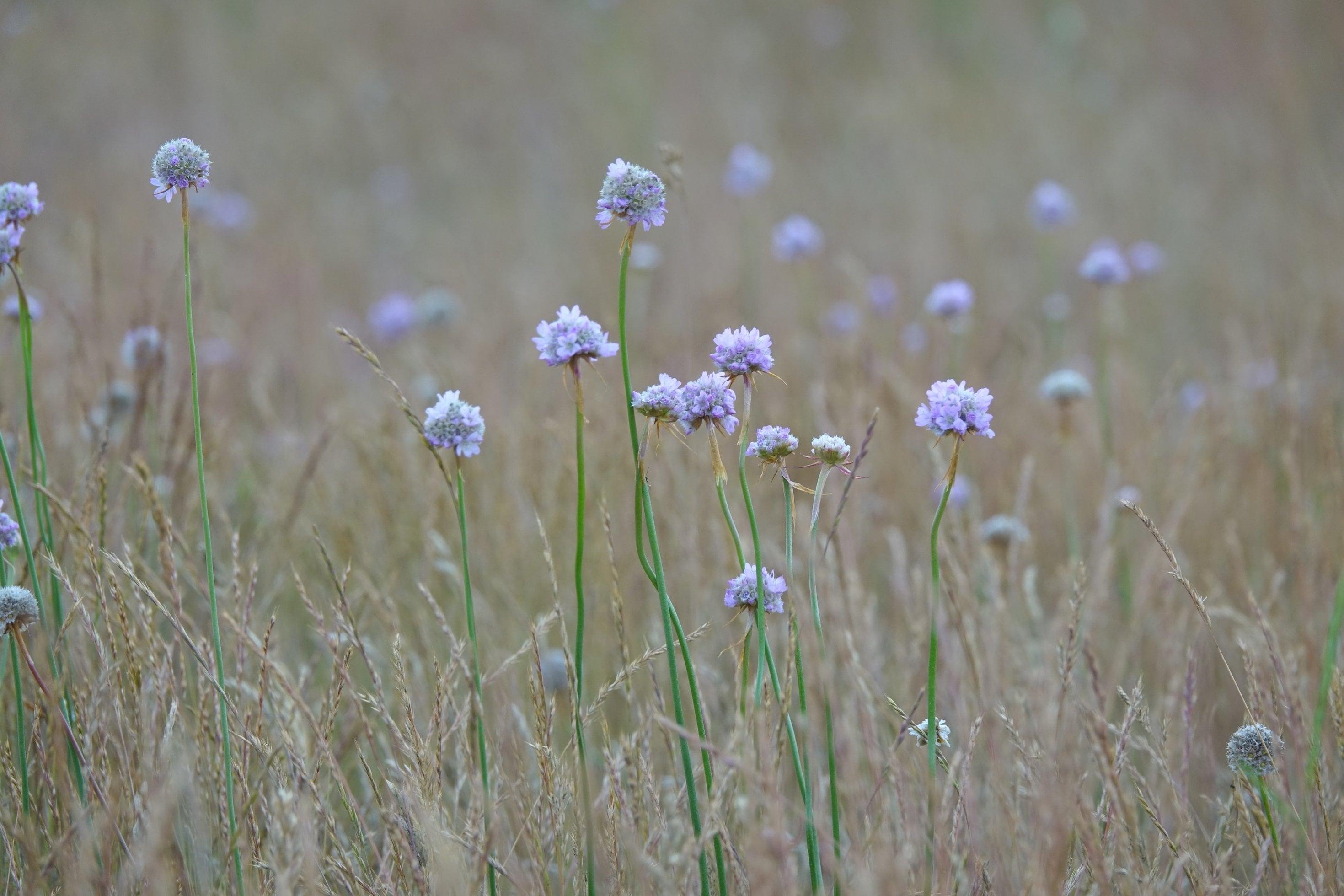 Blumen mit kugeligen rosa Blütenständen.