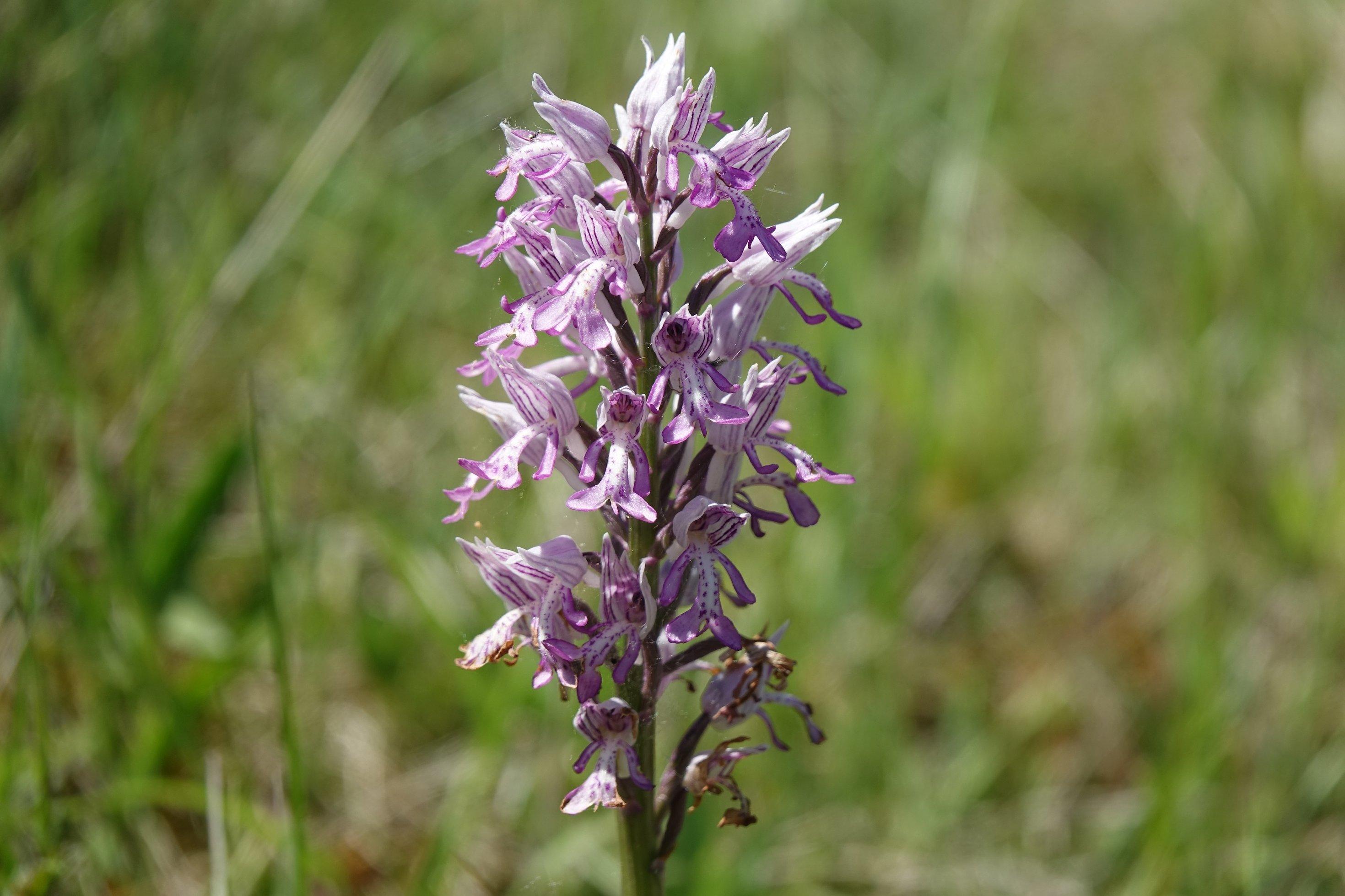 Rosafarbene Orchidee