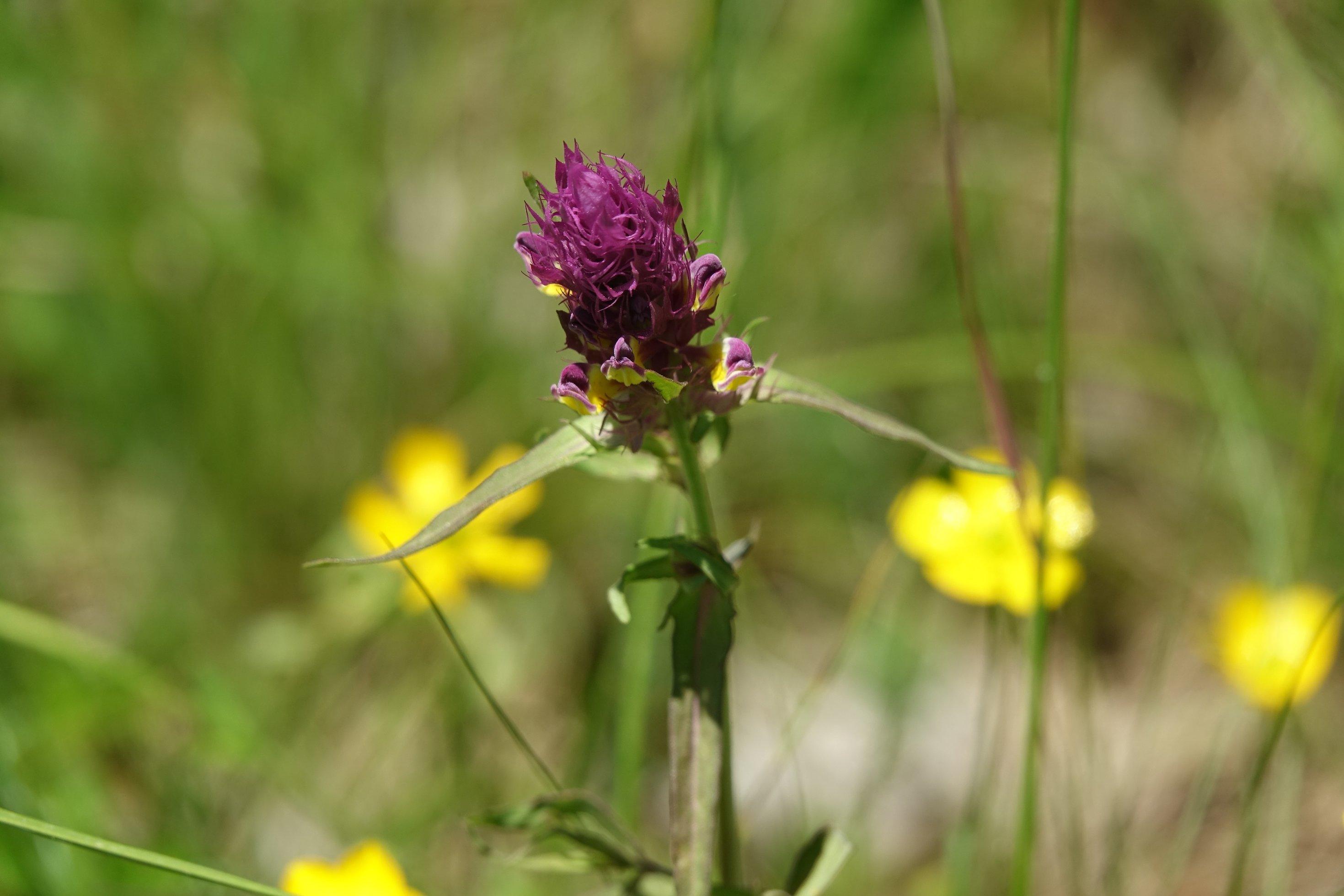 Pflanze mit lila-gelber Blüte