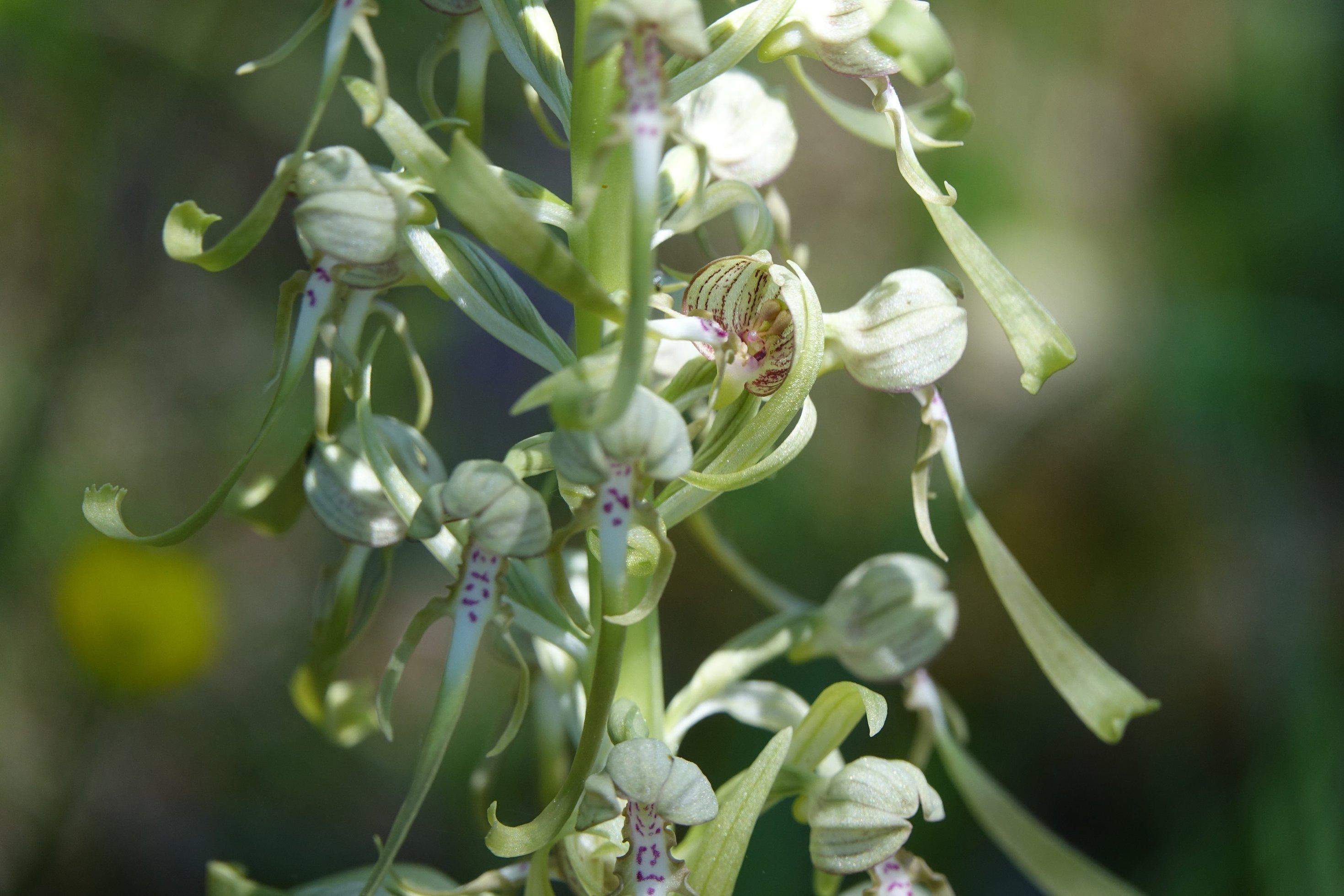 Üppinge Orchidee.