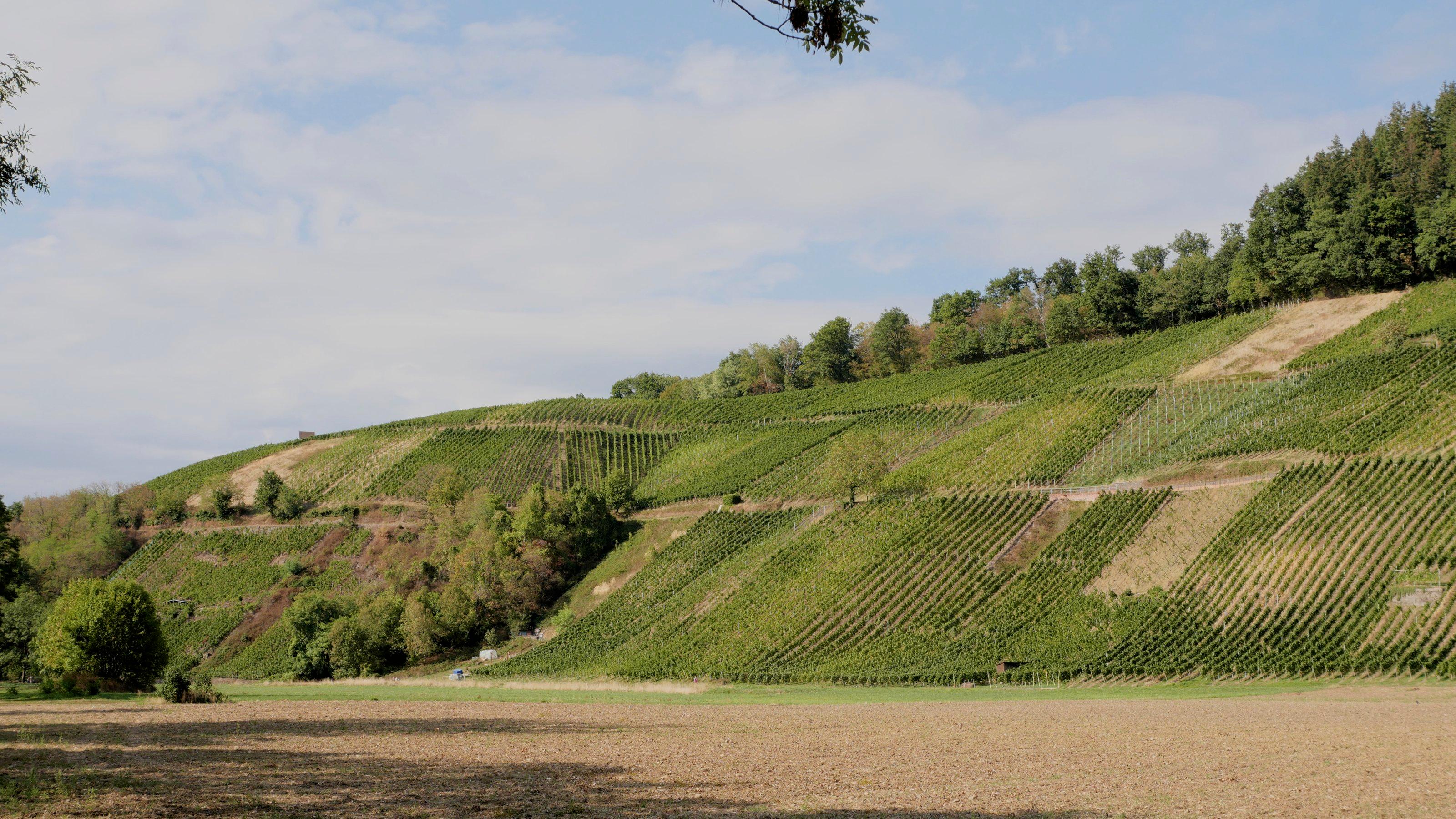 Ein Weinberg in Freiburg. Oben, auf dem Kamm des Hangs, befindet sich ein Tannenwald. Unten, am Fuße des Hangs, liegt ein Feld.