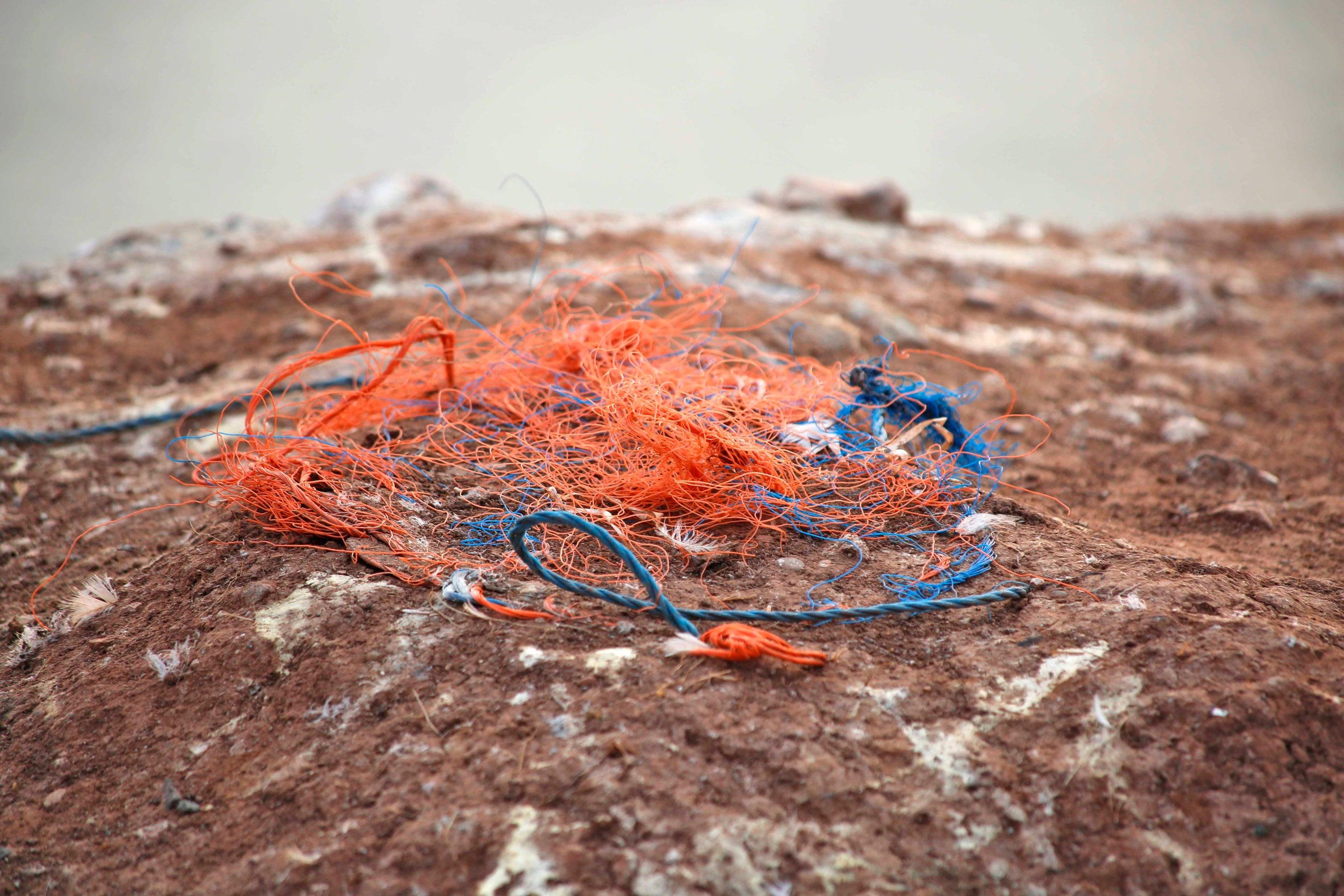 Foto zeigt das Nest eines Basstölpels, das aus Dolly Ropes gebaut wurde.