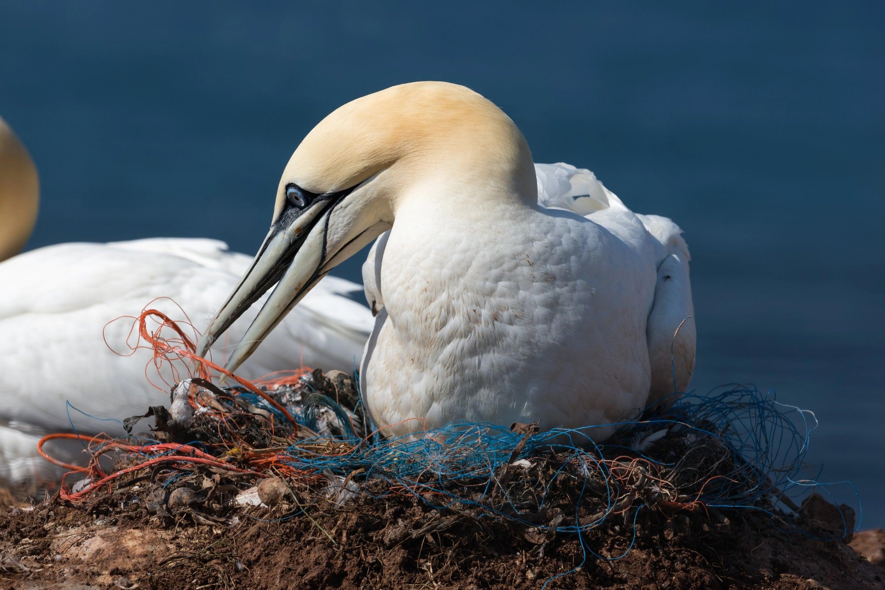 Foto zeigt einen Basstölpel, der mit Dolly Ropes sein Nest baut.