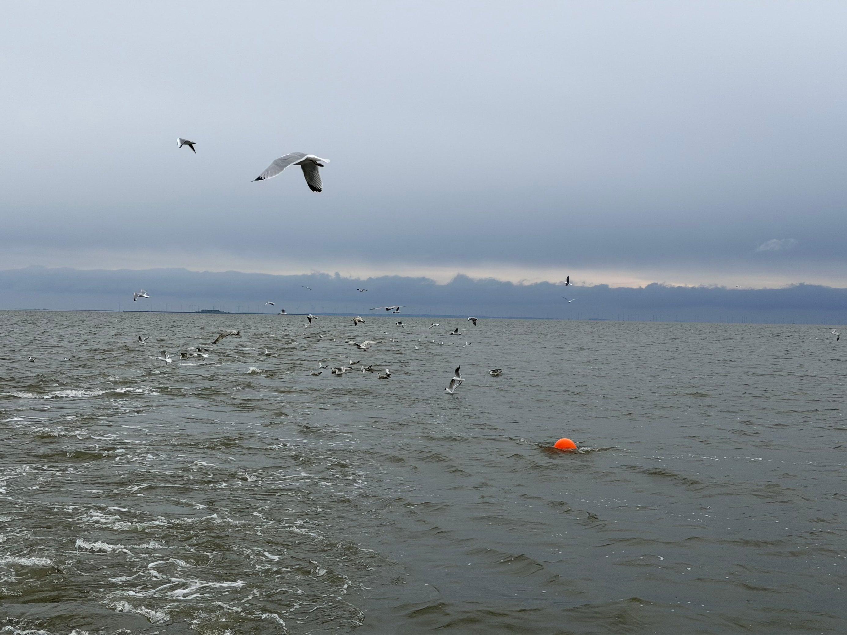Eine orange Boje auf grauem Meer, viele Möwen am Himmel.