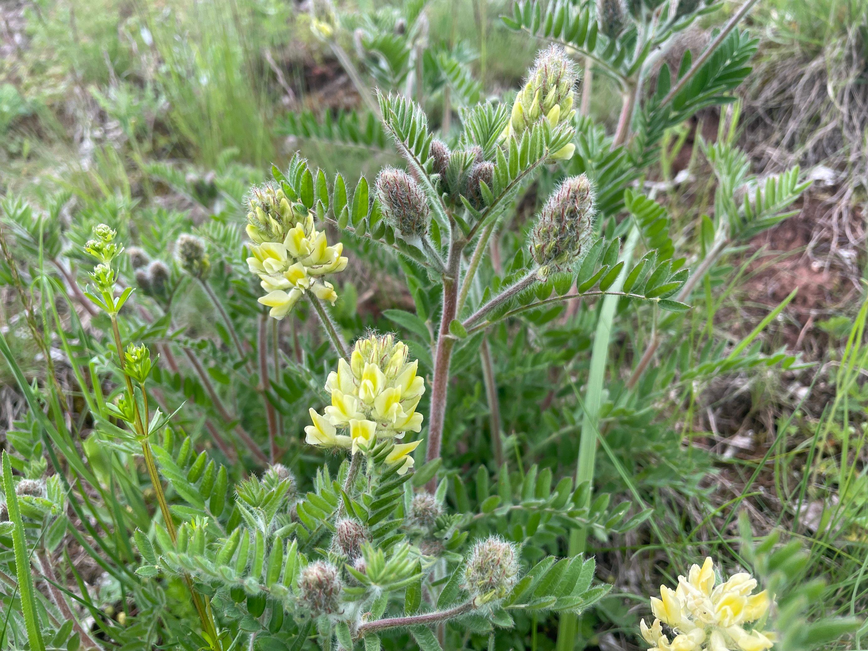 Pflanze mit hellgelben Blüten.