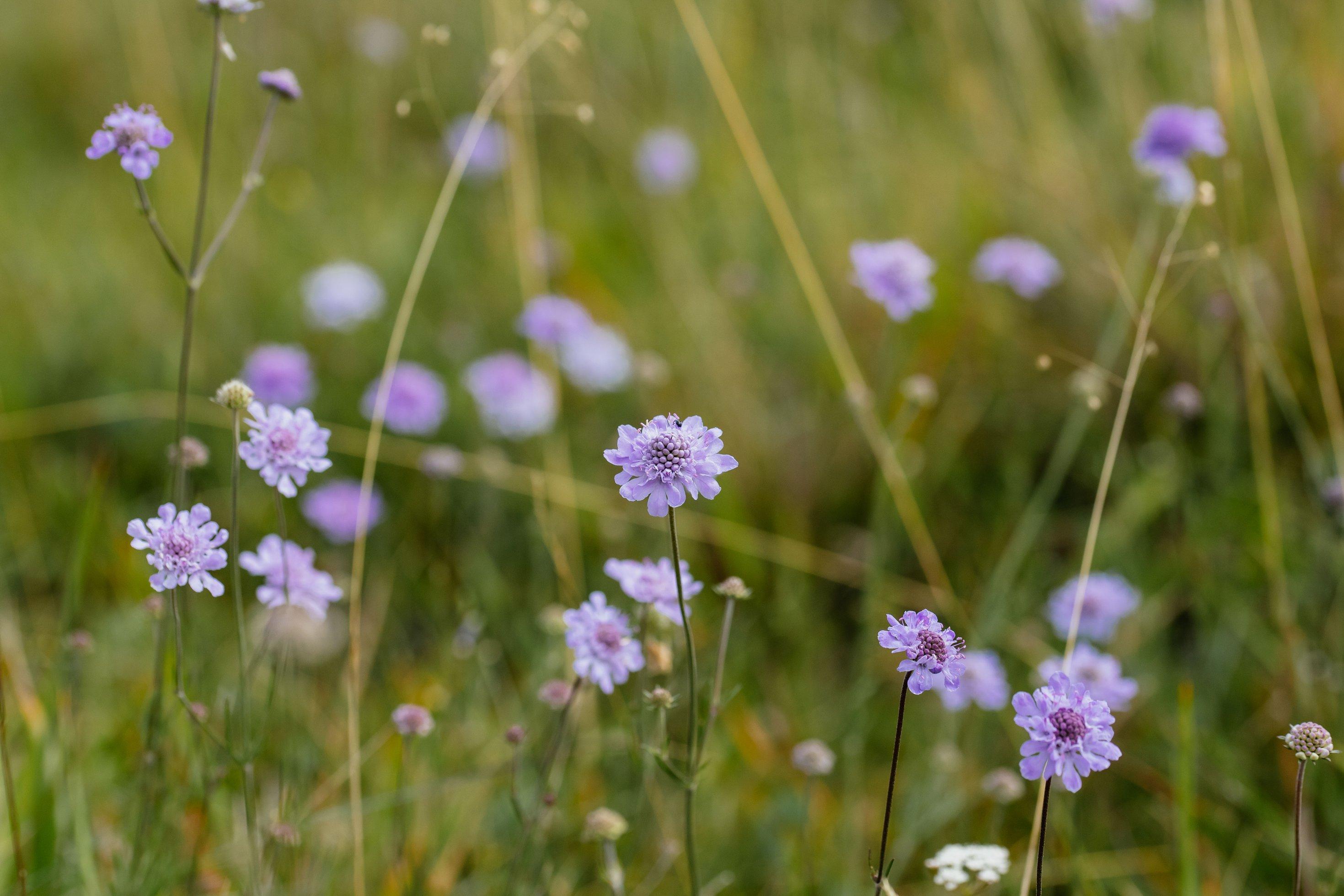 Blüten einer lilafarbenen Pflanze.