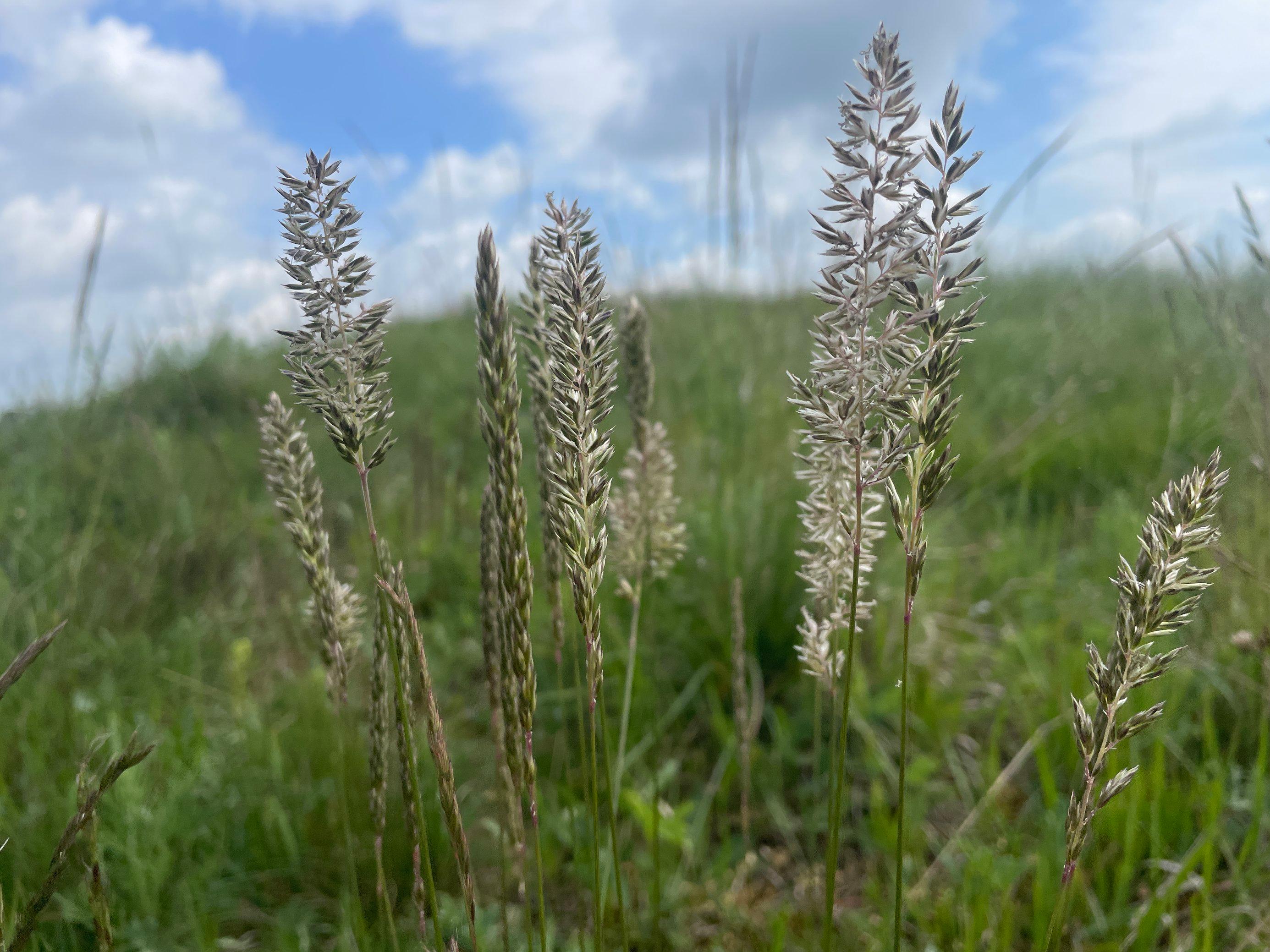 Blütenstände des Grases vor blauem Himmel.